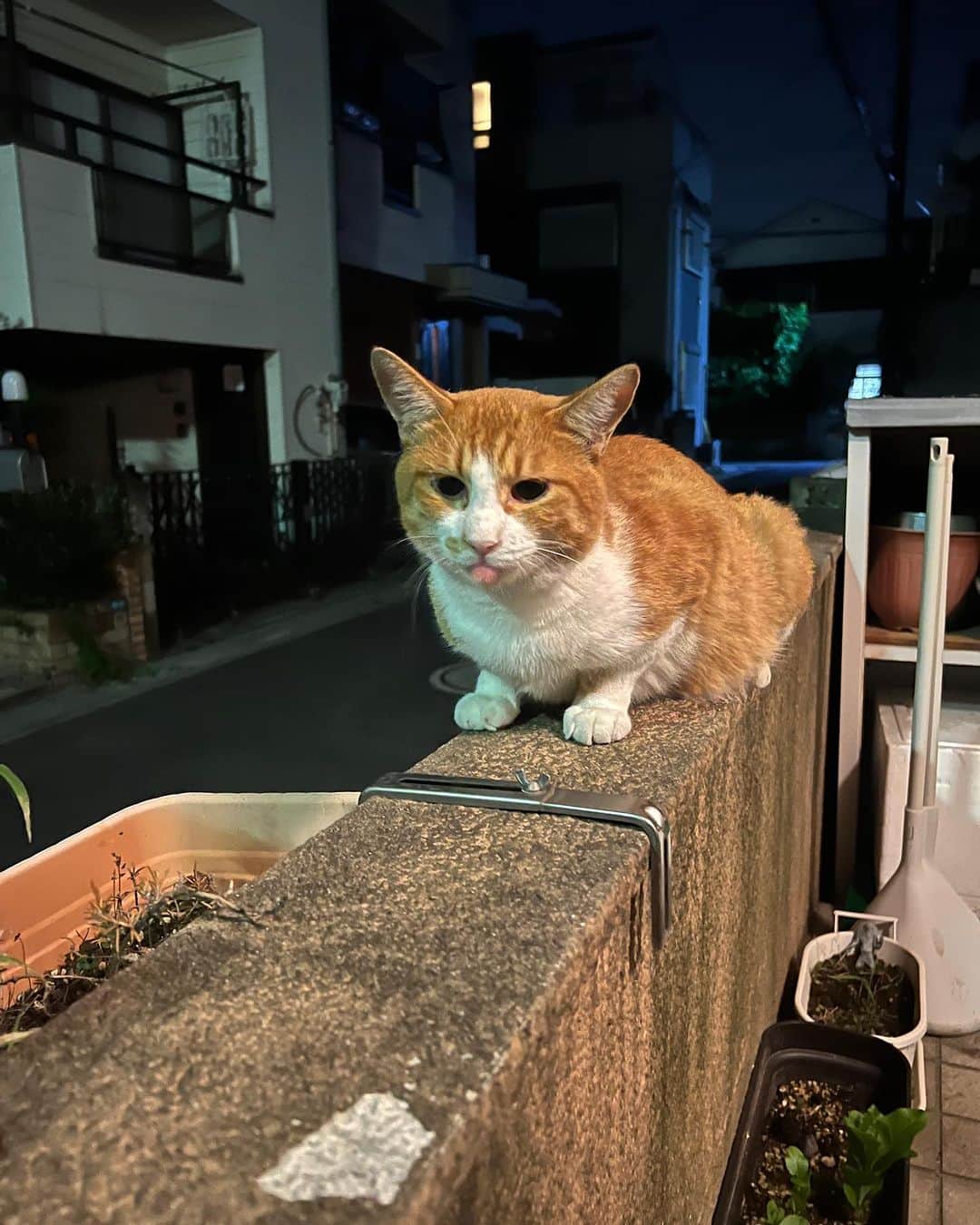 Kachimo Yoshimatsuのインスタグラム：「来た！ ベロ出てるよ。  #うちの猫ら #猫 #chameshi #ねこ #ニャンスタグラム #にゃんすたぐらむ #ねこのきもち #cat #ネコ #catstagram #ネコ部 http://kachimo.exblog.jp」