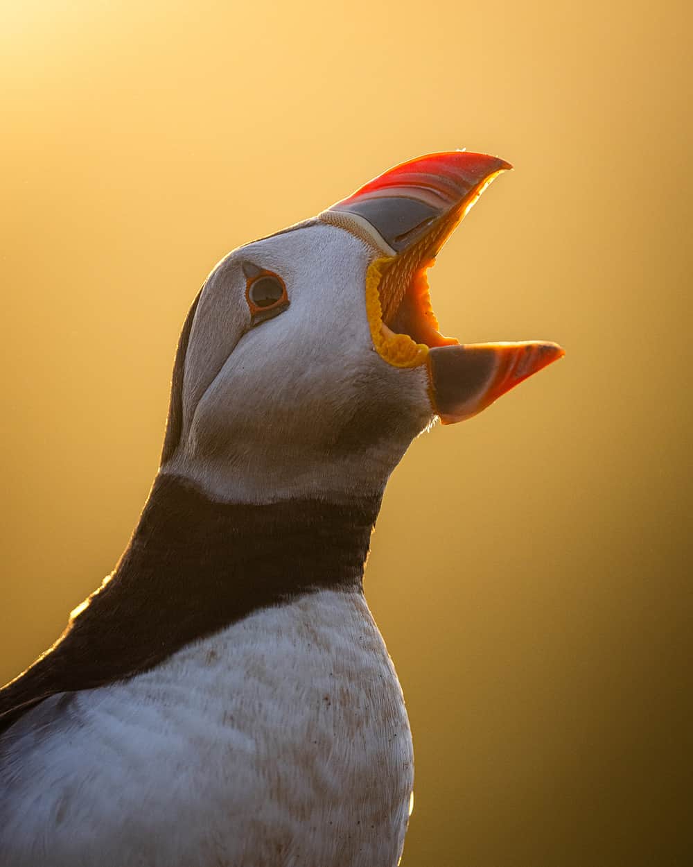 Canon UKのインスタグラム：「Puffin says 'aghhh’!  Do you have any favourite photography equipment or techniques for capturing wildlife photos? Let us know in the comments below 👇   📷 by @drewbphotography  Camera: EOS R5 Lens: RF 100-500mm F4.5-7.1 L IS USM  Shutter Speed: 1/1600, Aperture: f/6.3, ISO 1250  #canonuk #mycanon #canon_photography #liveforthestory」