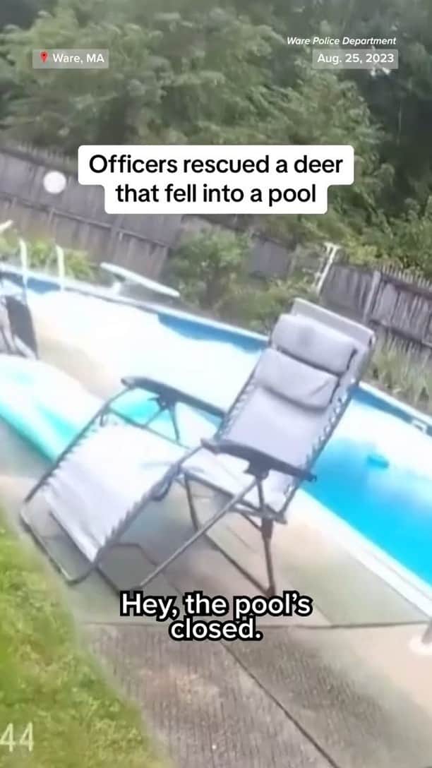 NBC Newsのインスタグラム：「Massachusetts police rescued a deer that fell into a pool using a pool skimmer.」