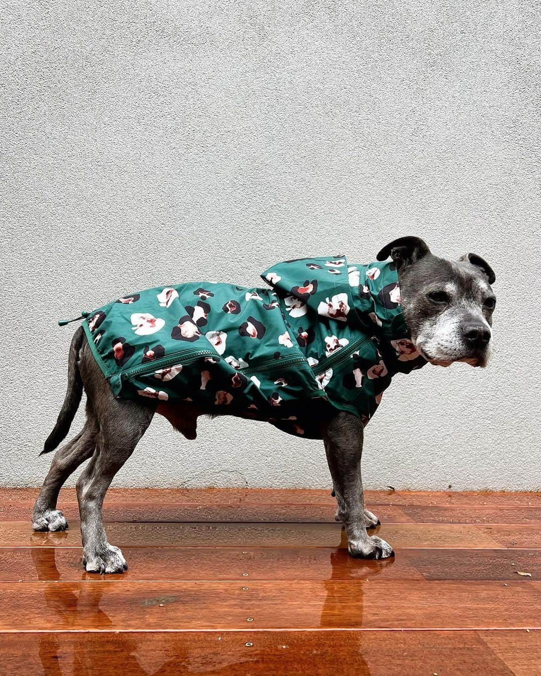 DARREN&PHILLIPさんのインスタグラム写真 - (DARREN&PHILLIPInstagram)「Philly refuses to walk in the rain unless he has his raincoat on. Sorry that was a lie. Philly refuses to walk in the rain regardless of whether or not he’s wearing a raincoat. Sorry that was also a lie. Philly refuses to walk almost always, regardless of the weather 🤣🤣 But for most of you, this raincoat would really do the trick! 😂☔️🌧️🐶  Available tomorrow 11am AEST! @darrenandphillip」9月13日 7時50分 - the_blueboys