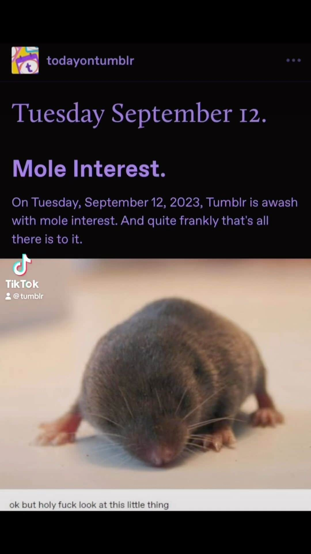 Tumblrのインスタグラム：「please describe your level of interest in moles」