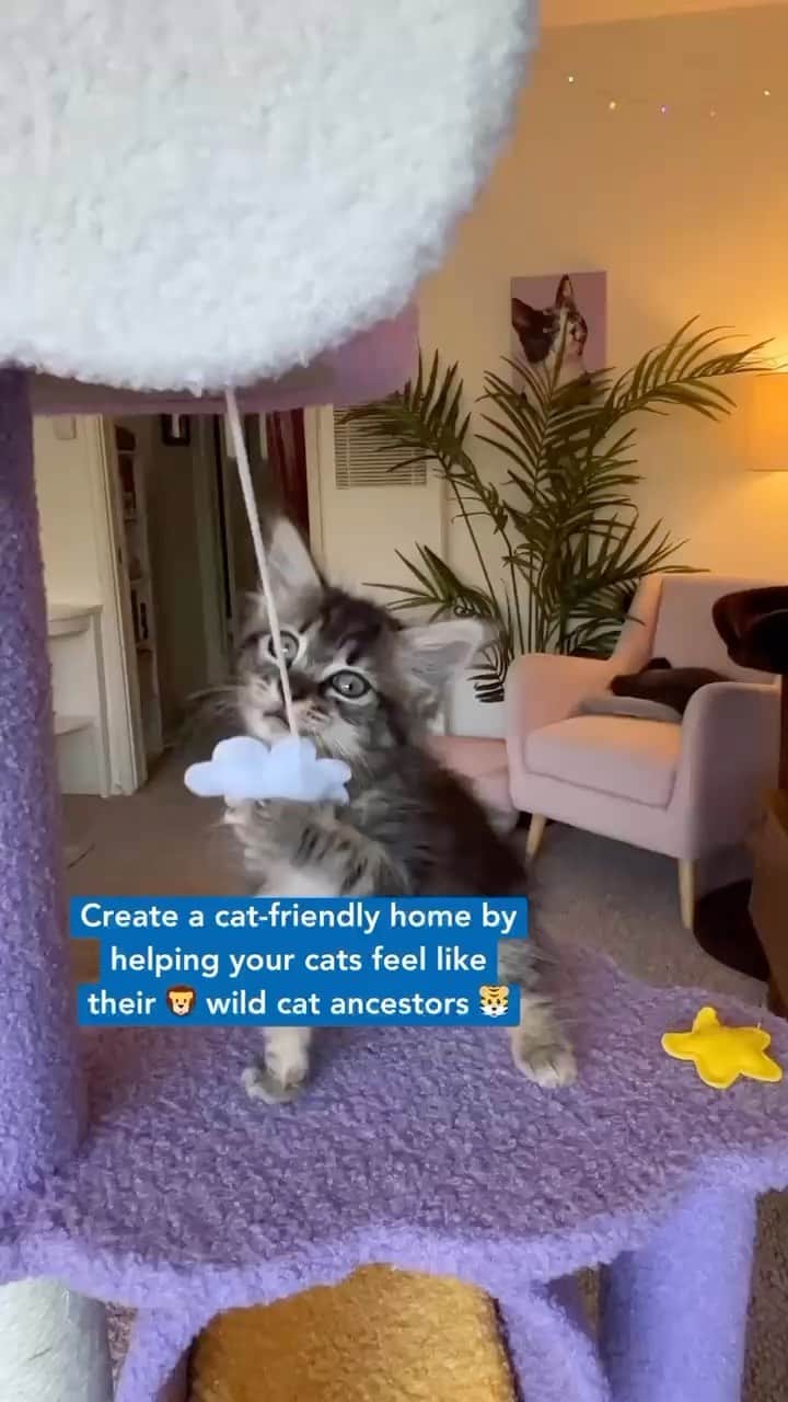 Fresh Stepのインスタグラム：「Even the calmest of cats have wild instincts. 🦁🐯Creating a cat-friendly home with areas to climb, play, scratch, and hide leads to happier cats, and a bonus of less scratched up furniture. 🛋️💙🐱Use these tips to help celebrate Happy Cat Month!  #happycatmonth #catbehavior #happycat #healthycat #catcare #catfriendly #freshstep」