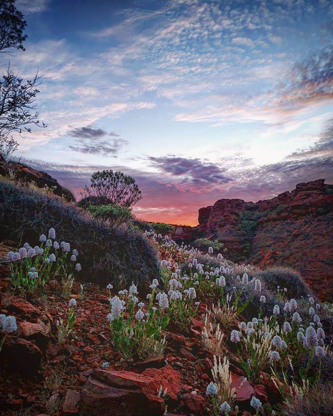 Australiaのインスタグラム：「Welcome to the @visitcentralaus #wildflower show 😍 We simply can't get enough of the spectacular floral displays that are adding another layer of rich colour to Watarrka (#KingsCanyon) right now. Beautifully captured here by @juniorhill92, it's certainly an incredible sight to see wildflowers blossoming against the arid landscape of this region during #spring. Flower lovers can also rejoice in the fact that various desert blossoms can be found year round in this part of @ntaustralia - how bloomin' marvellous! #SeeAustralia #ComeAndSayGday #NTAustralia #RedCentreNT」