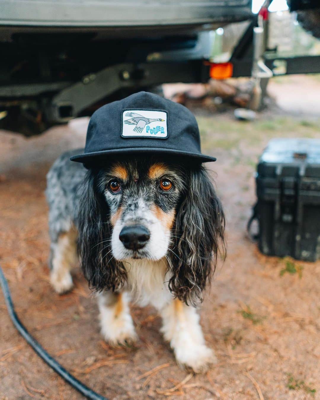Poler Outdoor Stuffのインスタグラム：「Our Fall 23 Duck, duck, goose hat with art by the talented @alitbruce is one of our faves in this new collection. Check it out, you won’t regret it.  📷 @geojenkins」