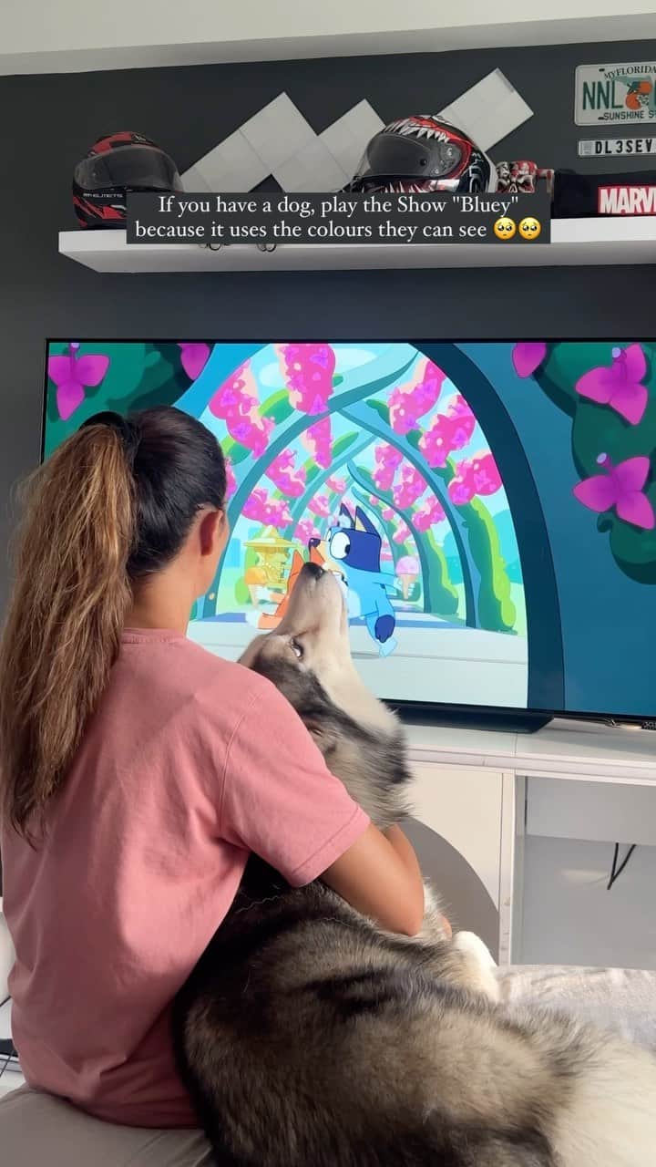 のインスタグラム：「Look at him talking to the cartoon. So cute haha  Have you tried this with your doggo? Share this with someone who is a doggo parent ❤️  #aakritirana #bluey #doggo #dogsofinstagram #husky #reelsindia #dogvideos #dogmom #reelsinstagram」