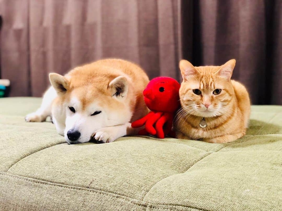 Kazumi-Gakumamaさんのインスタグラム写真 - (Kazumi-GakumamaInstagram)「岳とタコと寅次朗➰🐕🐙🐈 *  ちなみにタコの名前は「たこ八朗」🐙 *  友達なので食べません🙅‍♀️ 🐾----*----*----*----🐾  Gaku, octopus and Torajiro➰🐕🐙🐈 * By the way, the octopus' name is "Takohachiro"🐙  *  I won't eat the octopus because it's my friend🙅‍♀️ 🐾----*----*----*----🐾 #柴犬 #岳 #柴犬岳 #柴犬ガク#gaku #shibainugaku #shiba #shibainu #shibastagram #いぬすたぐらむ #dogsofinstagram #寅次朗 #茶トラ #まるどら #gingercat #ふわもこ部  #ワンフルエンサー #pecoいぬ部 #pecotv #pecoねこ部 #ニャンフルエンサー  #Hermoso #Instagram #weeklyfluff #🐕📷 #岳と寅次朗 #甘えん坊将軍  #タコ #octopus #20230913」9月13日 15時59分 - shibainu.gaku