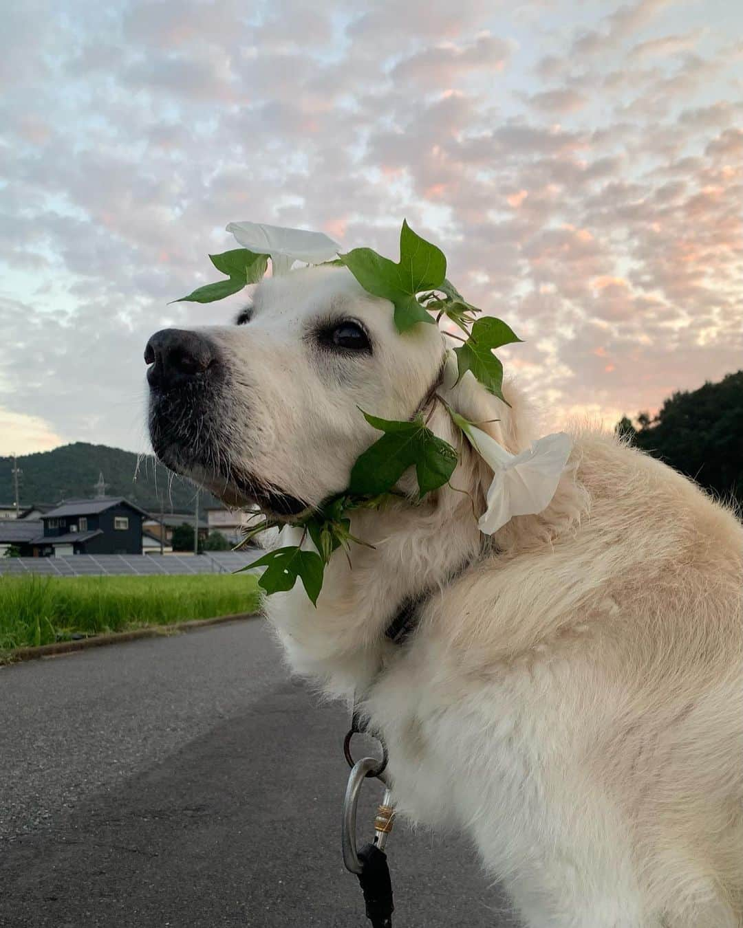 P太郎ママさんのインスタグラム写真 - (P太郎ママInstagram)「#花と犬 #朝顔で縛る  早朝ウォーキング🚶の爺さまから、 「可愛いなぁ」いただき！ ✌️ そーゆー時、ママンは必ず 「そーなんですよぉ！」と答える😘😘😘😘 だって。 本当に可愛い😍」9月13日 16時51分 - ptarodada