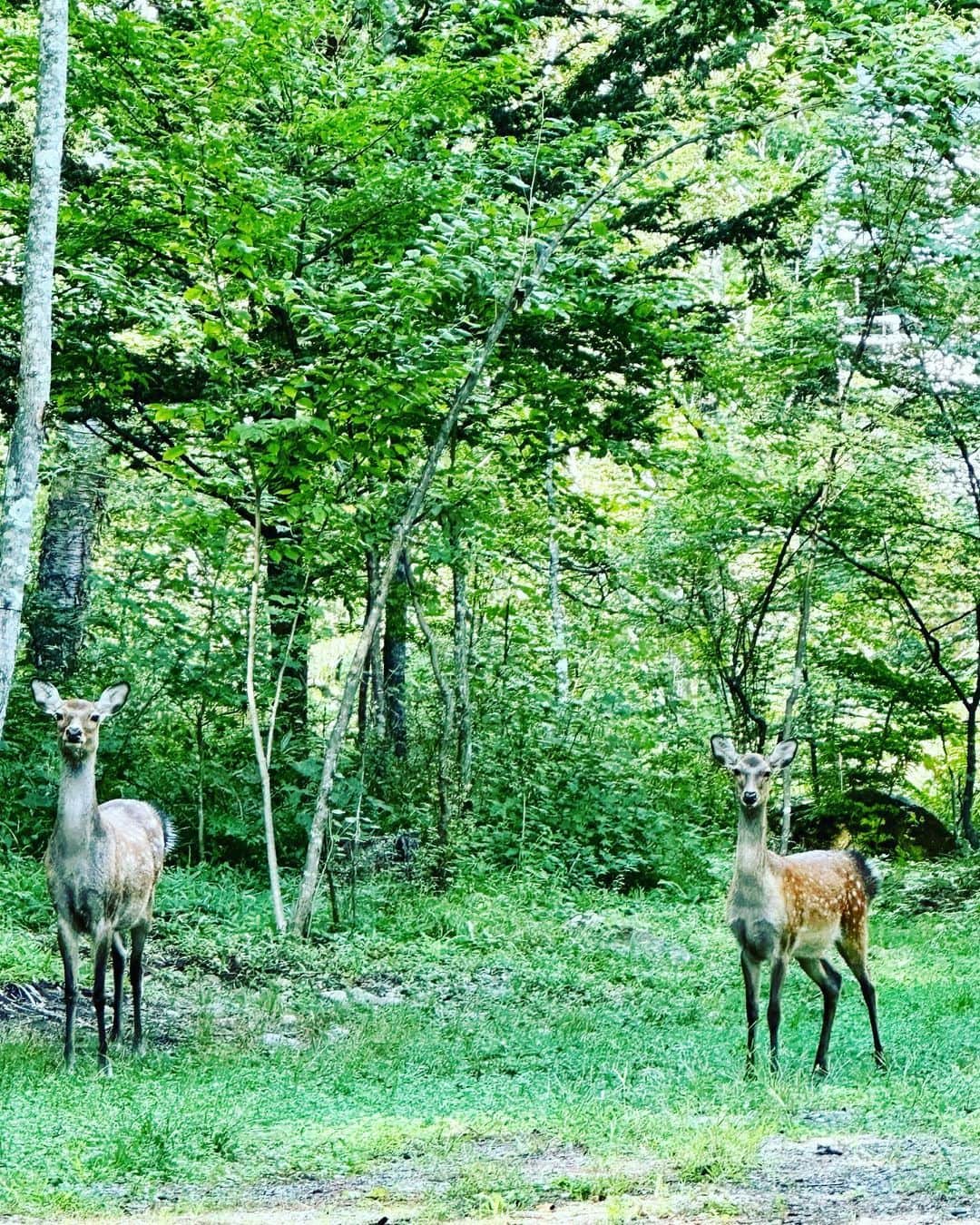山崎陽子さんのインスタグラム写真 - (山崎陽子Instagram)「鹿 高原道路には鹿に注意の看板⚠️ 30分後、鹿の親子に遭遇🦌 #八ヶ岳の日々 #甲斐犬 #kaiken #日本犬  お互い目を逸らさず、見つめ合う。」9月13日 8時02分 - yhyamasaki