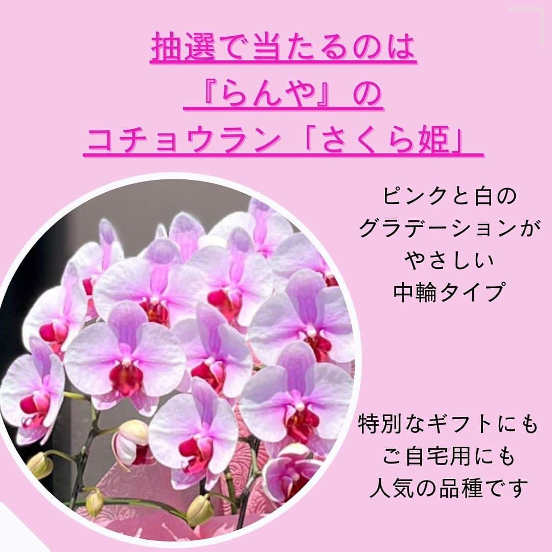 雑誌『花時間』さんのインスタグラム写真 - (雑誌『花時間』Instagram)「🎁フォロー＆いいね！で当たる！🎁 名前もかわいらしいコチョウランを抽選で、５名さまにプレゼント！   花時間（@hanajikan_magazine）です。   「幸せが飛んでくる」という花言葉をもつコチョウラン。『花時間』@hanajikan_magazineと『らんや』 @ranya_kotyoran  をフォローして、この投稿に「いいね」してくださった方の中から、抽選で5名さまに、埼玉・黒臼洋蘭園が運営する直営店『らんや』の鉢植えコチョウラン「さくら姫」をプレゼントします。   「さくら姫」は、ピンクと白のグラデーションがかわいらしい中輪タイプ。   プレゼントの「さくら姫」は２本立ち、高さ約40～50×幅約30～40㎝。1輪の大きさ約8㎝。リビングの窓辺にもちょうどいいサイズです。   『らんや』のコチョウランは光と水、温度にこだわって、ひと鉢ずつ丁寧に咲かせた花。  年間20万鉢もの生産量を誇る農園では、25棟の温室があり、株の生育段階に合わせ、最適な温度の温室へ移すことで、開花の調整・管理をしているそうです。茎の「曲げ」や、数万鉢の中から最高の組み合わせを選ぶ「組み」にも、熟練した職人技を発揮し、全国農業コンクールフラワーコンテストでは、農林水産大臣賞を受賞した経歴をもちます。   直営店ならではの鮮度抜群のコチョウランを入手できる『らんや』。ホームページでは、ネットショッピングができるほか、上手な育て方も動画で紹介。コチョウランの管理に悩んでいたら、チェックしてみて！ https://kotyou.net    🔳賞品および当選者数 『らんや』のコチョウラン「さくら姫」の2本立ち鉢植えを抽選で５名さまに   ■応募期間 2023年9月13日(水) ～ 9月28日(木）23:59   ■応募方法 ① Instagramの『花時間』公式アカウント（@hanajikan_magazine）と『らんや』の公式アカウント（@ranya_kotyoran）の両方をフォロー。 ② 注意事項を確認し、この投稿に「いいね」して応募完了(^^♪  🔔ストーリーズヘこの投稿をリポスト 🔔「@hanajikan_magazine」「@ranya_kotyoran」をタグ付け これで、当選率アップ⤴️！  🔳当選発表 当選者へのみ2023年10月12日(木)、InstagramのDM（ダイレクトメッセージ）にて「@hanajikan_magazine」よりお知らせしますので、DMを受け取れるように設定を。 ※ご当選の場合、2023年10月19日(木)14時までに賞品送付先を専用フォームにてご登録ください。   🔳ご注意 ご了承のうえご応募ください。 ●本キャンペーンにご参加いただくことにより、本応募要項に同意いただいたものとみなします（未成年者については、保護者に同意いただいたものとみなします）。 ●応募にはInstagramへの登録が必要です。  ●当選はおひとりにつき１口まで。  ●Instagramおよび関連ツールの動作等の不測の障害により、当キャンペーンを予告なく変更・中止となる場合があります。  ●以下の場合は、応募を受け付けることができません。 ・非公開アカウントの場合 ・当選発表以前に、公式アカウント（@hanajikan_magazine ）、（@ranya_kotyoran）へのフォローやいいねを外した場合 ・第三者の権利を侵害する内容、及び公序良俗に反する内容など、株式会社KADOKAWA（以下、弊社）で不適切と判断した内容が含まれる場合  ●投稿に際し発生する通信料などは、応募者ご本人のご負担となります。 ●賞品の発送は2023年10月中旬～下旬を予定。発送先は日本国内に限ります。  ●事前連絡のない転居、送付先不明（誤登録）等で戻された場合、再発送には応じかねます。また、以降の発送を打ち切らせていただきます。  ●賞品を譲渡（転売、オークション出品含む）しないことが応募・当選の条件です。譲渡が明らかになった場合、当選は取り消され賞品をお返しいただくことがあります。 ●当キャンペーンは、弊社が主催しています。InstagramおよびMeta社とは関係ありません。 ●応募に際しご提供いただいた個人情報は、弊社のプライバシーポリシー（https://www.kadokawa.co.jp/）の定めるところにより取り扱わせていただきます。 ●応募に際し応募者ご本人に生じた損害等につきましては、弊社に重過失のある場合を除き、弊社は一切賠償の責を負わないものとします。   ⚠️DMでクレジットカード情報等の個人情報を求めることはありません。偽アカウントに対しては、通報やブロックのご対応をお願いいたします。   #らんや　#胡蝶蘭　#黒臼洋蘭園　#胡蝶蘭専門店  #生産者  #生産直売　#さいたま市 #文京区  #胡蝶蘭のある暮らし #胡蝶蘭好きな人と繋がりたい　#コチョウラン #ランが好き #花が好き #花時間 #花時間2023 #キャンペーン企画 #プレゼント企画  #懸賞」9月13日 8時04分 - hanajikan_magazine