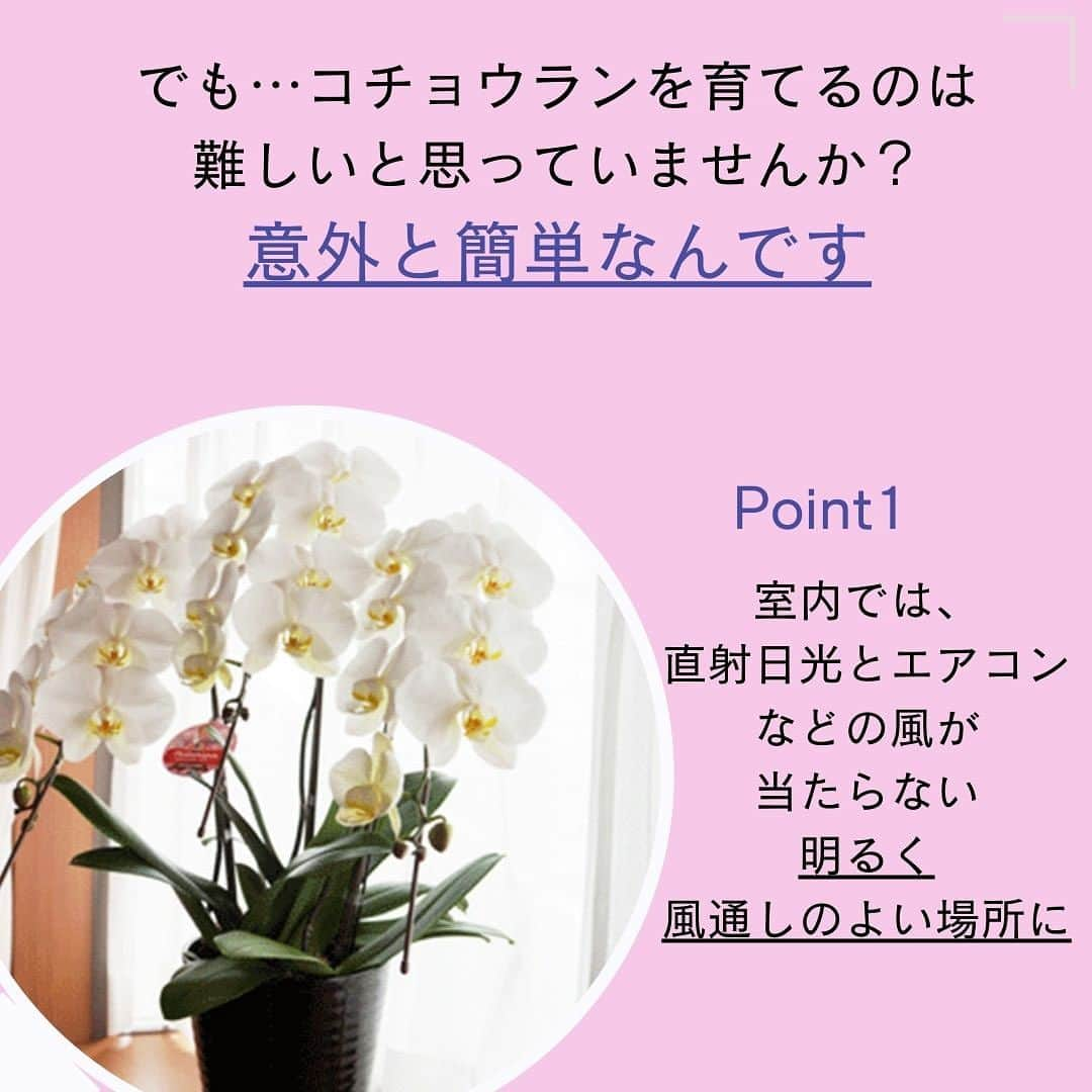 雑誌『花時間』さんのインスタグラム写真 - (雑誌『花時間』Instagram)「🎁フォロー＆いいね！で当たる！🎁 名前もかわいらしいコチョウランを抽選で、５名さまにプレゼント！   花時間（@hanajikan_magazine）です。   「幸せが飛んでくる」という花言葉をもつコチョウラン。『花時間』@hanajikan_magazineと『らんや』 @ranya_kotyoran  をフォローして、この投稿に「いいね」してくださった方の中から、抽選で5名さまに、埼玉・黒臼洋蘭園が運営する直営店『らんや』の鉢植えコチョウラン「さくら姫」をプレゼントします。   「さくら姫」は、ピンクと白のグラデーションがかわいらしい中輪タイプ。   プレゼントの「さくら姫」は２本立ち、高さ約40～50×幅約30～40㎝。1輪の大きさ約8㎝。リビングの窓辺にもちょうどいいサイズです。   『らんや』のコチョウランは光と水、温度にこだわって、ひと鉢ずつ丁寧に咲かせた花。  年間20万鉢もの生産量を誇る農園では、25棟の温室があり、株の生育段階に合わせ、最適な温度の温室へ移すことで、開花の調整・管理をしているそうです。茎の「曲げ」や、数万鉢の中から最高の組み合わせを選ぶ「組み」にも、熟練した職人技を発揮し、全国農業コンクールフラワーコンテストでは、農林水産大臣賞を受賞した経歴をもちます。   直営店ならではの鮮度抜群のコチョウランを入手できる『らんや』。ホームページでは、ネットショッピングができるほか、上手な育て方も動画で紹介。コチョウランの管理に悩んでいたら、チェックしてみて！ https://kotyou.net    🔳賞品および当選者数 『らんや』のコチョウラン「さくら姫」の2本立ち鉢植えを抽選で５名さまに   ■応募期間 2023年9月13日(水) ～ 9月28日(木）23:59   ■応募方法 ① Instagramの『花時間』公式アカウント（@hanajikan_magazine）と『らんや』の公式アカウント（@ranya_kotyoran）の両方をフォロー。 ② 注意事項を確認し、この投稿に「いいね」して応募完了(^^♪  🔔ストーリーズヘこの投稿をリポスト 🔔「@hanajikan_magazine」「@ranya_kotyoran」をタグ付け これで、当選率アップ⤴️！  🔳当選発表 当選者へのみ2023年10月12日(木)、InstagramのDM（ダイレクトメッセージ）にて「@hanajikan_magazine」よりお知らせしますので、DMを受け取れるように設定を。 ※ご当選の場合、2023年10月19日(木)14時までに賞品送付先を専用フォームにてご登録ください。   🔳ご注意 ご了承のうえご応募ください。 ●本キャンペーンにご参加いただくことにより、本応募要項に同意いただいたものとみなします（未成年者については、保護者に同意いただいたものとみなします）。 ●応募にはInstagramへの登録が必要です。  ●当選はおひとりにつき１口まで。  ●Instagramおよび関連ツールの動作等の不測の障害により、当キャンペーンを予告なく変更・中止となる場合があります。  ●以下の場合は、応募を受け付けることができません。 ・非公開アカウントの場合 ・当選発表以前に、公式アカウント（@hanajikan_magazine ）、（@ranya_kotyoran）へのフォローやいいねを外した場合 ・第三者の権利を侵害する内容、及び公序良俗に反する内容など、株式会社KADOKAWA（以下、弊社）で不適切と判断した内容が含まれる場合  ●投稿に際し発生する通信料などは、応募者ご本人のご負担となります。 ●賞品の発送は2023年10月中旬～下旬を予定。発送先は日本国内に限ります。  ●事前連絡のない転居、送付先不明（誤登録）等で戻された場合、再発送には応じかねます。また、以降の発送を打ち切らせていただきます。  ●賞品を譲渡（転売、オークション出品含む）しないことが応募・当選の条件です。譲渡が明らかになった場合、当選は取り消され賞品をお返しいただくことがあります。 ●当キャンペーンは、弊社が主催しています。InstagramおよびMeta社とは関係ありません。 ●応募に際しご提供いただいた個人情報は、弊社のプライバシーポリシー（https://www.kadokawa.co.jp/）の定めるところにより取り扱わせていただきます。 ●応募に際し応募者ご本人に生じた損害等につきましては、弊社に重過失のある場合を除き、弊社は一切賠償の責を負わないものとします。   ⚠️DMでクレジットカード情報等の個人情報を求めることはありません。偽アカウントに対しては、通報やブロックのご対応をお願いいたします。   #らんや　#胡蝶蘭　#黒臼洋蘭園　#胡蝶蘭専門店  #生産者  #生産直売　#さいたま市 #文京区  #胡蝶蘭のある暮らし #胡蝶蘭好きな人と繋がりたい　#コチョウラン #ランが好き #花が好き #花時間 #花時間2023 #キャンペーン企画 #プレゼント企画  #懸賞」9月13日 8時04分 - hanajikan_magazine