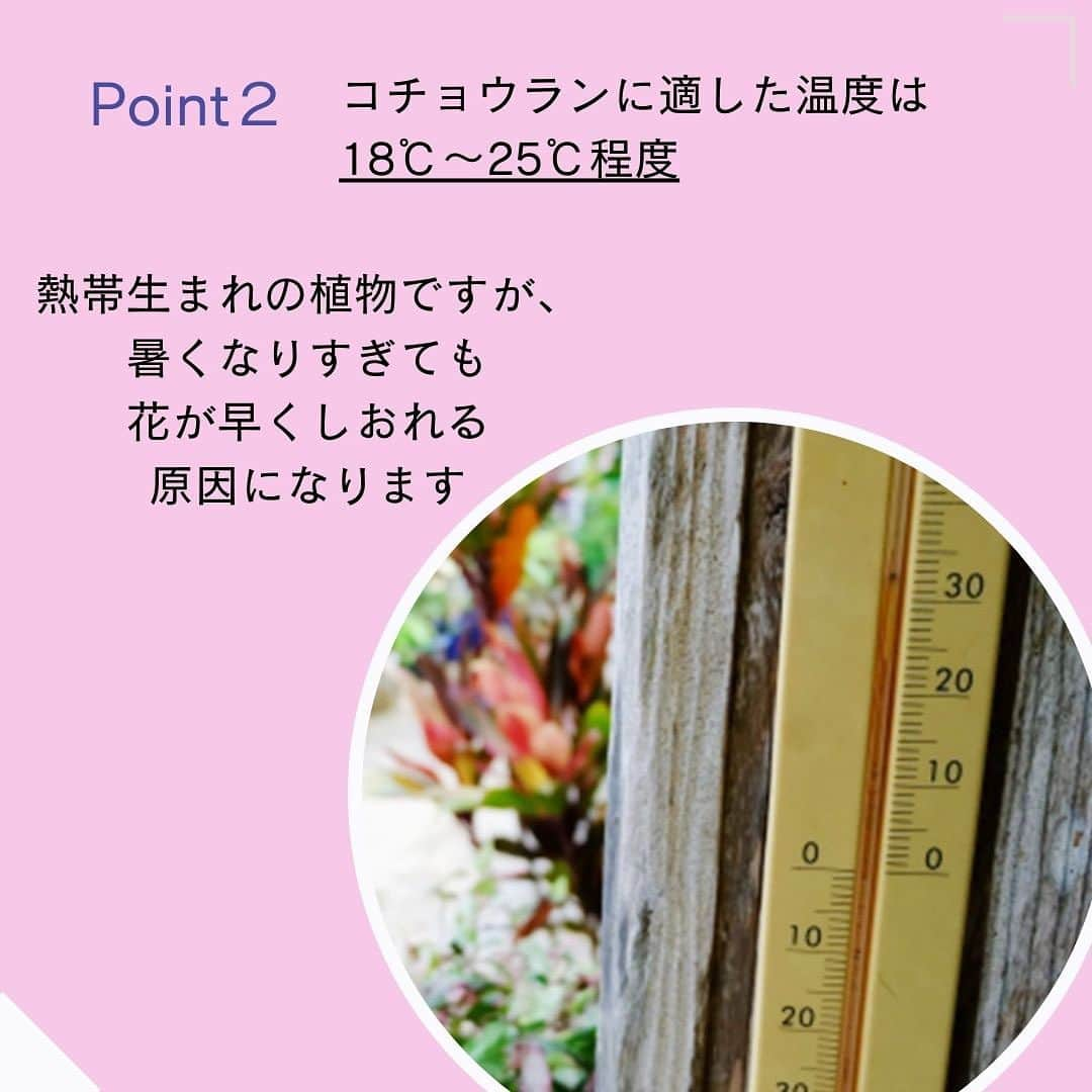 雑誌『花時間』さんのインスタグラム写真 - (雑誌『花時間』Instagram)「🎁フォロー＆いいね！で当たる！🎁 名前もかわいらしいコチョウランを抽選で、５名さまにプレゼント！   花時間（@hanajikan_magazine）です。   「幸せが飛んでくる」という花言葉をもつコチョウラン。『花時間』@hanajikan_magazineと『らんや』 @ranya_kotyoran  をフォローして、この投稿に「いいね」してくださった方の中から、抽選で5名さまに、埼玉・黒臼洋蘭園が運営する直営店『らんや』の鉢植えコチョウラン「さくら姫」をプレゼントします。   「さくら姫」は、ピンクと白のグラデーションがかわいらしい中輪タイプ。   プレゼントの「さくら姫」は２本立ち、高さ約40～50×幅約30～40㎝。1輪の大きさ約8㎝。リビングの窓辺にもちょうどいいサイズです。   『らんや』のコチョウランは光と水、温度にこだわって、ひと鉢ずつ丁寧に咲かせた花。  年間20万鉢もの生産量を誇る農園では、25棟の温室があり、株の生育段階に合わせ、最適な温度の温室へ移すことで、開花の調整・管理をしているそうです。茎の「曲げ」や、数万鉢の中から最高の組み合わせを選ぶ「組み」にも、熟練した職人技を発揮し、全国農業コンクールフラワーコンテストでは、農林水産大臣賞を受賞した経歴をもちます。   直営店ならではの鮮度抜群のコチョウランを入手できる『らんや』。ホームページでは、ネットショッピングができるほか、上手な育て方も動画で紹介。コチョウランの管理に悩んでいたら、チェックしてみて！ https://kotyou.net    🔳賞品および当選者数 『らんや』のコチョウラン「さくら姫」の2本立ち鉢植えを抽選で５名さまに   ■応募期間 2023年9月13日(水) ～ 9月28日(木）23:59   ■応募方法 ① Instagramの『花時間』公式アカウント（@hanajikan_magazine）と『らんや』の公式アカウント（@ranya_kotyoran）の両方をフォロー。 ② 注意事項を確認し、この投稿に「いいね」して応募完了(^^♪  🔔ストーリーズヘこの投稿をリポスト 🔔「@hanajikan_magazine」「@ranya_kotyoran」をタグ付け これで、当選率アップ⤴️！  🔳当選発表 当選者へのみ2023年10月12日(木)、InstagramのDM（ダイレクトメッセージ）にて「@hanajikan_magazine」よりお知らせしますので、DMを受け取れるように設定を。 ※ご当選の場合、2023年10月19日(木)14時までに賞品送付先を専用フォームにてご登録ください。   🔳ご注意 ご了承のうえご応募ください。 ●本キャンペーンにご参加いただくことにより、本応募要項に同意いただいたものとみなします（未成年者については、保護者に同意いただいたものとみなします）。 ●応募にはInstagramへの登録が必要です。  ●当選はおひとりにつき１口まで。  ●Instagramおよび関連ツールの動作等の不測の障害により、当キャンペーンを予告なく変更・中止となる場合があります。  ●以下の場合は、応募を受け付けることができません。 ・非公開アカウントの場合 ・当選発表以前に、公式アカウント（@hanajikan_magazine ）、（@ranya_kotyoran）へのフォローやいいねを外した場合 ・第三者の権利を侵害する内容、及び公序良俗に反する内容など、株式会社KADOKAWA（以下、弊社）で不適切と判断した内容が含まれる場合  ●投稿に際し発生する通信料などは、応募者ご本人のご負担となります。 ●賞品の発送は2023年10月中旬～下旬を予定。発送先は日本国内に限ります。  ●事前連絡のない転居、送付先不明（誤登録）等で戻された場合、再発送には応じかねます。また、以降の発送を打ち切らせていただきます。  ●賞品を譲渡（転売、オークション出品含む）しないことが応募・当選の条件です。譲渡が明らかになった場合、当選は取り消され賞品をお返しいただくことがあります。 ●当キャンペーンは、弊社が主催しています。InstagramおよびMeta社とは関係ありません。 ●応募に際しご提供いただいた個人情報は、弊社のプライバシーポリシー（https://www.kadokawa.co.jp/）の定めるところにより取り扱わせていただきます。 ●応募に際し応募者ご本人に生じた損害等につきましては、弊社に重過失のある場合を除き、弊社は一切賠償の責を負わないものとします。   ⚠️DMでクレジットカード情報等の個人情報を求めることはありません。偽アカウントに対しては、通報やブロックのご対応をお願いいたします。   #らんや　#胡蝶蘭　#黒臼洋蘭園　#胡蝶蘭専門店  #生産者  #生産直売　#さいたま市 #文京区  #胡蝶蘭のある暮らし #胡蝶蘭好きな人と繋がりたい　#コチョウラン #ランが好き #花が好き #花時間 #花時間2023 #キャンペーン企画 #プレゼント企画  #懸賞」9月13日 8時04分 - hanajikan_magazine