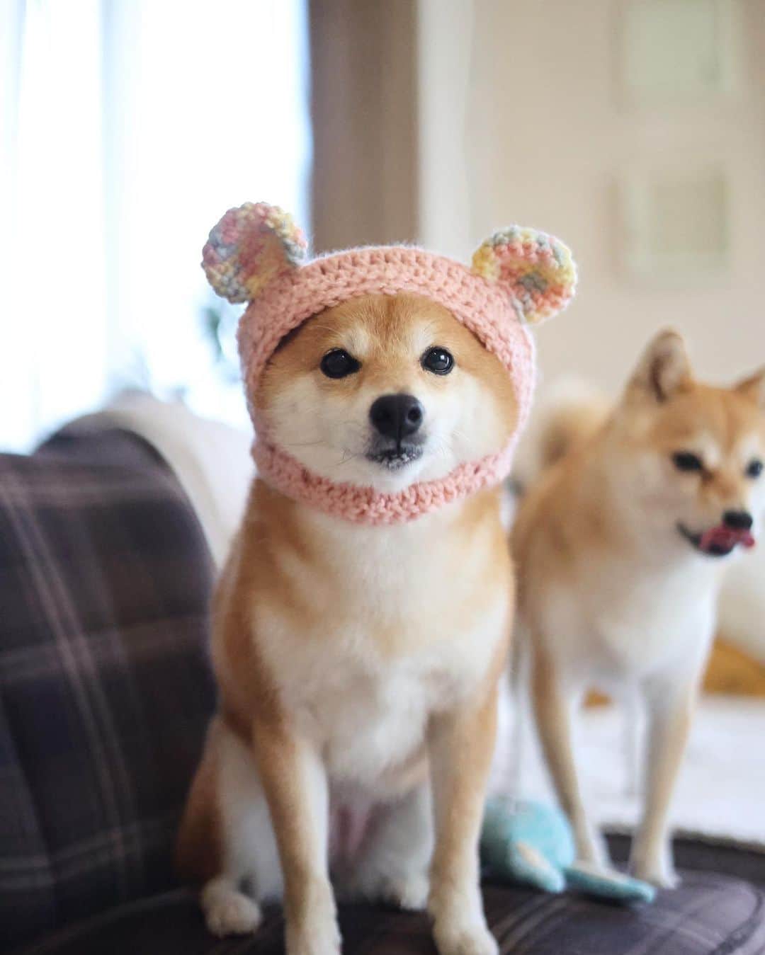 豆柴にこちゃんのインスタグラム：「🐻 おはよー 今朝のにこたまっくま。  サンリオのキャラクターに 立候補します  made by @konatsu170310  #柴犬#豆柴#mameshiba #shibastagram#japanphoto#shibainu#犬#shibainumania#犬のいる暮らし#shiba_snap#shibainupuppy#多頭飼い#dog#いぬすたぐらむ#puppy#dogstagram#instadog #doglover#pecoいぬ部#pecotv#いぬのきもち部#狗#子犬#barked#9gag#9gagpets#시바견」
