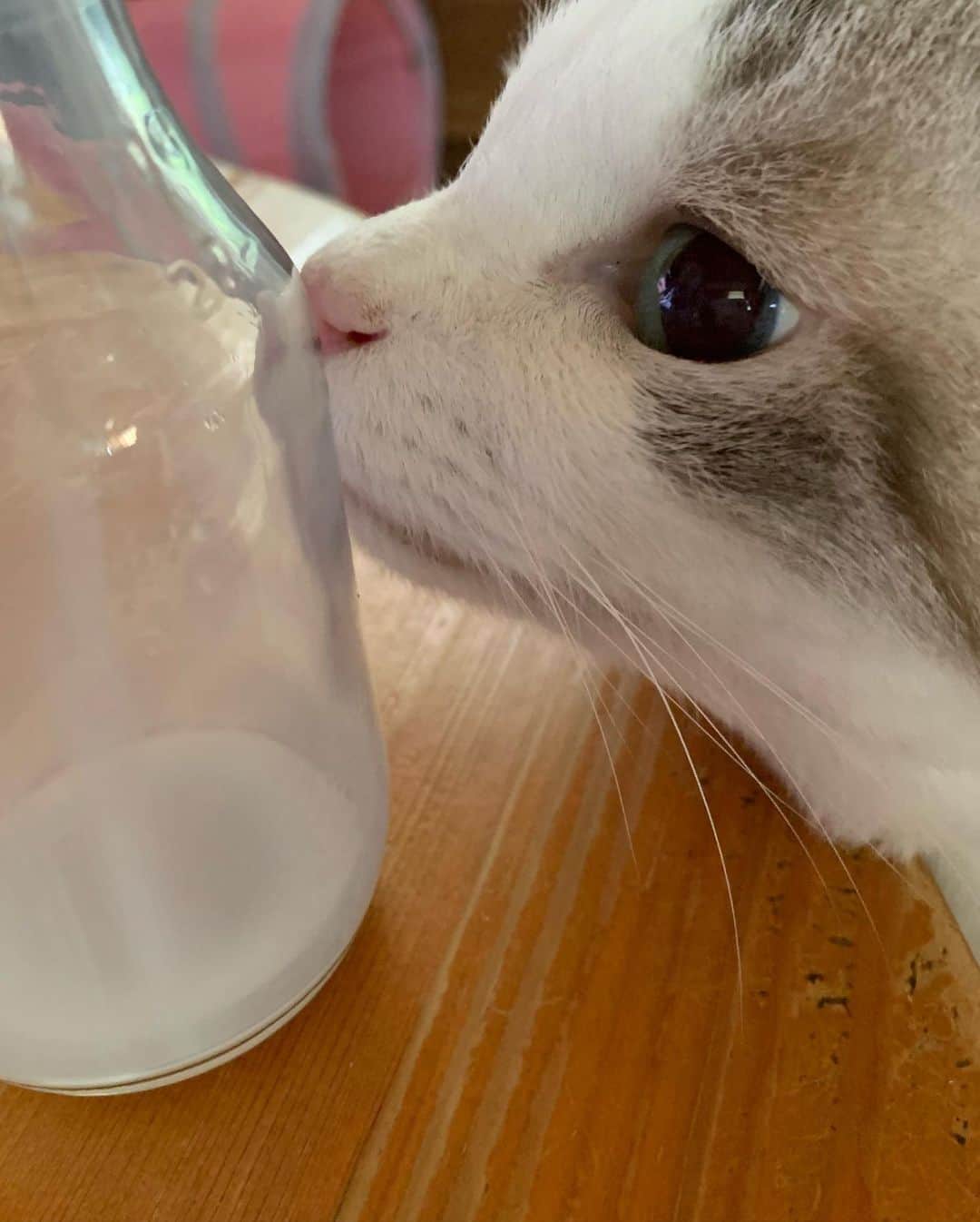 くるねこ大和さんのインスタグラム写真 - (くるねこ大和Instagram)「牛乳うらやまでしなぁ  #胡ぼん  #シニア猫16歳  #x年後の関係者たち」9月13日 8時51分 - kuru0214neko