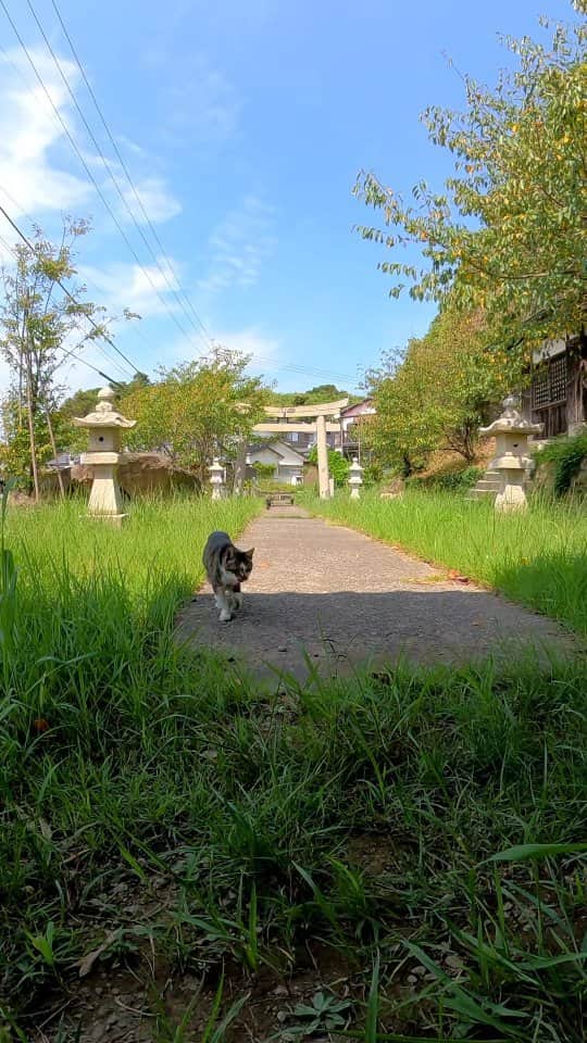 感動猫動画のインスタグラム：「神社で休んでいたら猫が集まってきた」