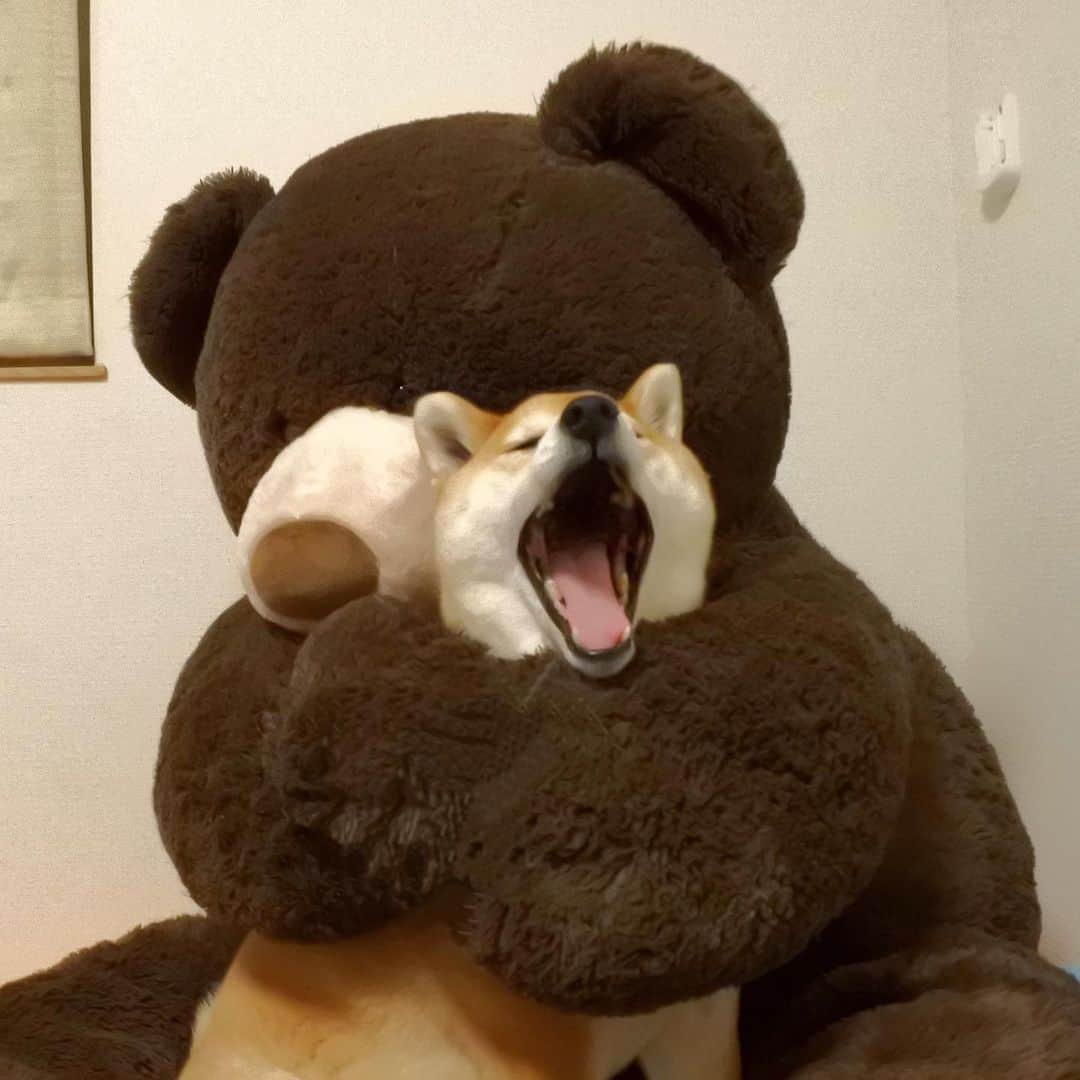 のインスタグラム：「たーすーけーてー 🧸I love you.🐕Don’t eat me. マロたんも若かったけど飼い主も若かった！今こんなん撮る元気ない！ #人生イヤイヤ期 継続中 #shiba #shibainu #柴犬 #teddybear #costco」