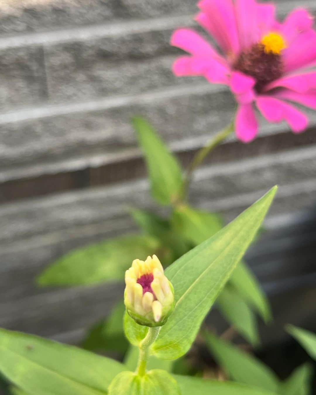 魚住咲恵さんのインスタグラム写真 - (魚住咲恵Instagram)「長男が学校の授業で植えた百日草 枝分かれして、3つめの花が咲きそうです。もう、開きそう・・・ それにしても、なんて可愛いの！ 小さな蕾が開こうとしてる姿。たまらない！」9月13日 10時24分 - sakie_uozumi.official