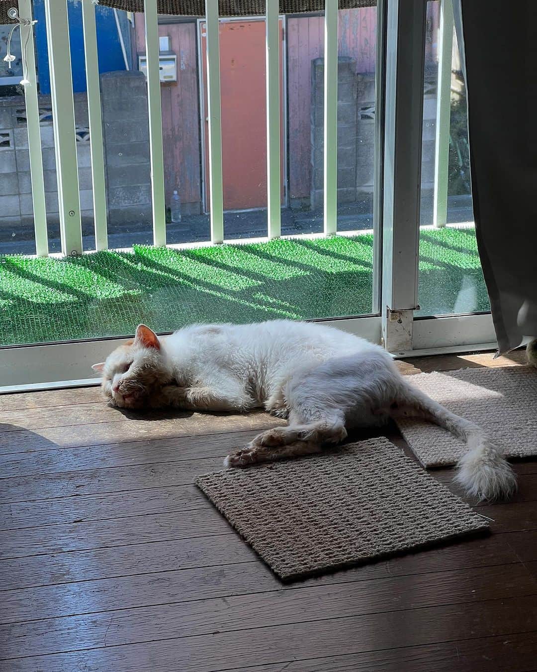 Kachimo Yoshimatsuのインスタグラム：「窓辺は、気持ちいいねえ。 #うちの猫ら #猫 #okaki #ねこ #ニャンスタグラム #にゃんすたぐらむ #ねこのきもち #cat #ネコ #catstagram #ネコ部 http://kachimo.exblog.jp」