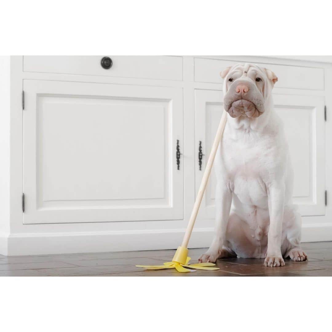 annie&pADdinGtoNのインスタグラム：「Lambington rather fancied a sandwich after finishing his chores 🥪 #ifinkiwillhaveapeanutbuttersandwish #lamby #housework #dogsinthekitchen #love #sharpei #sharpeisofinstagram #sharpeisoftheworld #wrinkles #squishyfacecrew #instagood #weeklyfluff #instadaily #dog #dogsofinstagram #doglover #iloveyoutothemoonandback」