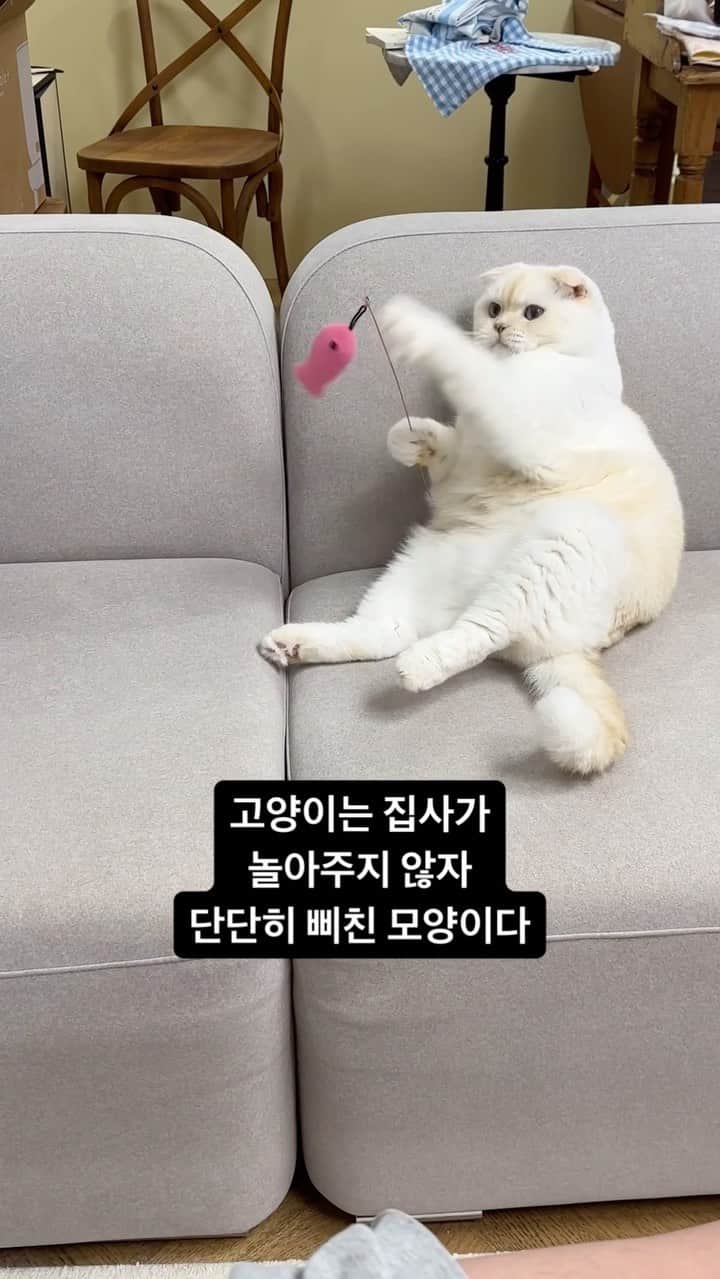 SoonMooのインスタグラム：「뭐 7살쯤 먹으면 혼자 노는 게 더 편하기도 해 얘들아  #순무 #SoonMoo」