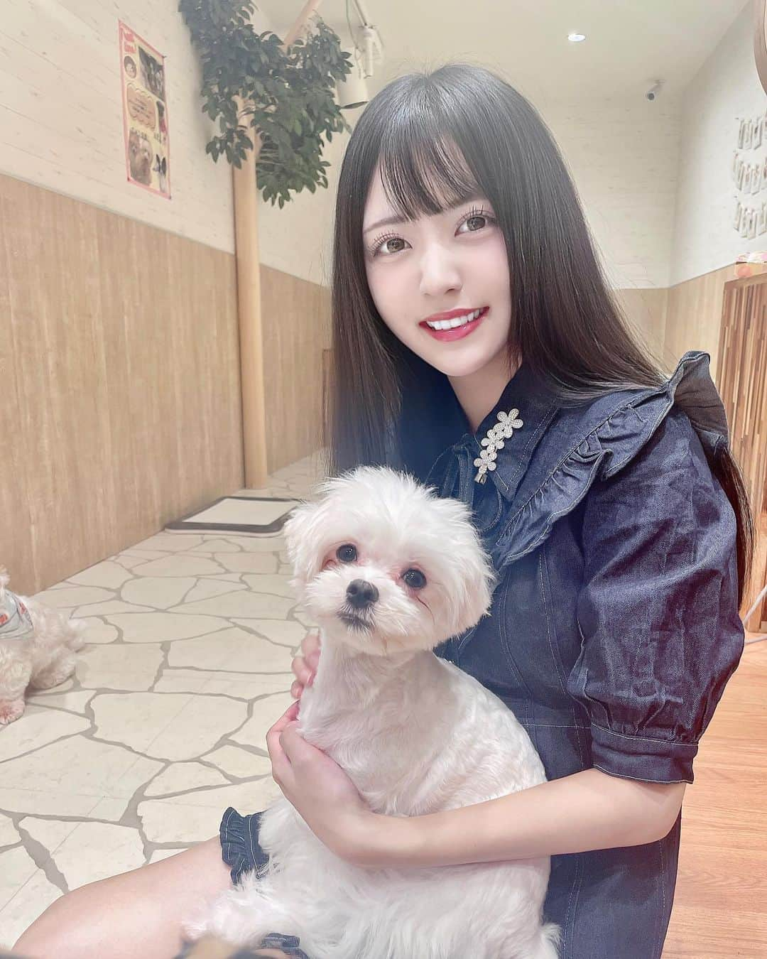 椎名音心さんのインスタグラム写真 - (椎名音心Instagram)「犬カフェ🐶 すっごく人懐っこくて、色んなわんちゃんが膝の上に乗ってきてくれた🥺💗 私の手を枕にして寝てて、 めちゃめちゃ可愛くて癒されたよ😭💖 ・ ・ ・ #犬カフェ #犬 #dog #dogcafe #kawaii #kawaiigirl #kawaiifashion #アイドル #地下アイドル #自撮り #自撮り界隈 #自撮り女子 #黒髪ロング #黒髪ロングストレート #コンカフェ #コンカフェ嬢 #コンカフェ店員 #コンカフェキャスト #モデル #お仕事依頼受付中」9月13日 12時01分 - mm__neko225