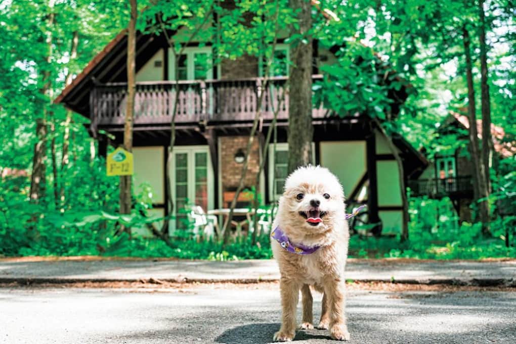 北海道じゃらん【公式】さんのインスタグラム写真 - (北海道じゃらん【公式】Instagram)「愛犬を連れてお出かけしたくても、入れるお店や泊まれる宿がわからない…という方は必見！ 今回はワンちゃん大歓迎のスポットをご紹介します。 愛犬と一緒にランチや休憩を楽しみながら気になる宿に泊まって、家族全員でお出かけを満喫しましょう！  1枚目：DOG GLAMPING CABIN わんぞう 2枚目：HAKODATE 男爵倶楽部HOTEL&RESORTS 3枚目：HOTEL&SPA センチュリーマリーナ函館 4枚目：ホテル・ラ・ジェント・プラザ函館北斗 5枚目：鶴雅レイク阿寒ロッジ トゥラノ 6枚目：十勝・中札内 グランピングリゾート フェーリエンドルフ 7枚目：OMO7旭川 by 星野リゾート  #北海道じゃらん #北海道じゃらん9月号 #愛犬 #愛犬と泊まれる宿 #ペットと泊まれる宿 #北海道宿 #PR」9月13日 12時00分 - hokkaido_jalan
