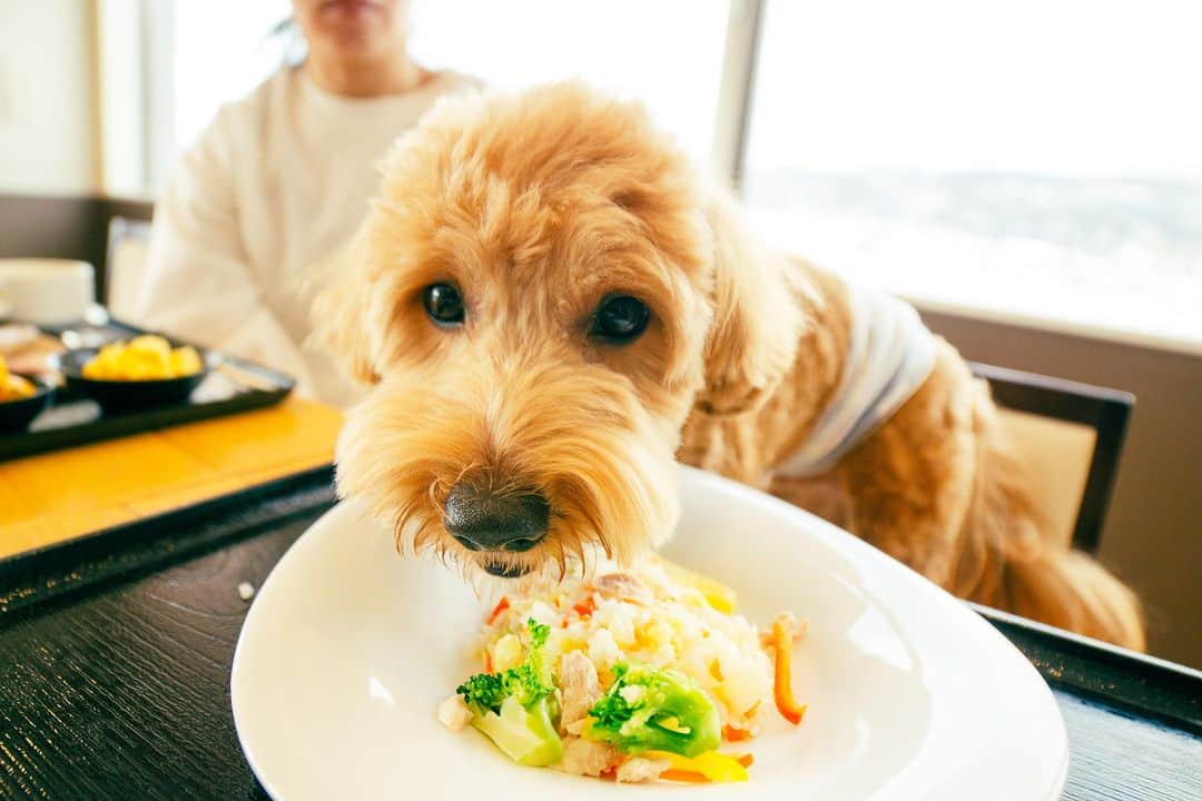 北海道じゃらん【公式】さんのインスタグラム写真 - (北海道じゃらん【公式】Instagram)「愛犬を連れてお出かけしたくても、入れるお店や泊まれる宿がわからない…という方は必見！ 今回はワンちゃん大歓迎のスポットをご紹介します。 愛犬と一緒にランチや休憩を楽しみながら気になる宿に泊まって、家族全員でお出かけを満喫しましょう！  1枚目：DOG GLAMPING CABIN わんぞう 2枚目：HAKODATE 男爵倶楽部HOTEL&RESORTS 3枚目：HOTEL&SPA センチュリーマリーナ函館 4枚目：ホテル・ラ・ジェント・プラザ函館北斗 5枚目：鶴雅レイク阿寒ロッジ トゥラノ 6枚目：十勝・中札内 グランピングリゾート フェーリエンドルフ 7枚目：OMO7旭川 by 星野リゾート  #北海道じゃらん #北海道じゃらん9月号 #愛犬 #愛犬と泊まれる宿 #ペットと泊まれる宿 #北海道宿 #PR」9月13日 12時00分 - hokkaido_jalan