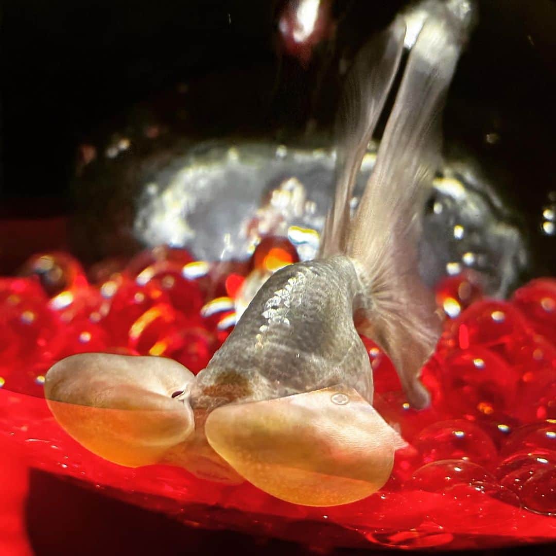 野原くるみさんのインスタグラム写真 - (野原くるみInstagram)「アクアリウム綺麗だった♡⃛ 私の一番のお気に入りは ほっぺたプクプクパンパン金魚‪𓆝 ˜˷  . . . . . . . . . . . .  .  #アクアリウム #アートアクアリウム #アクアリウム水槽  #アクアリウム好きな人と繋がりたい  #銀座グルメ」9月13日 12時06分 - curumi0115.a