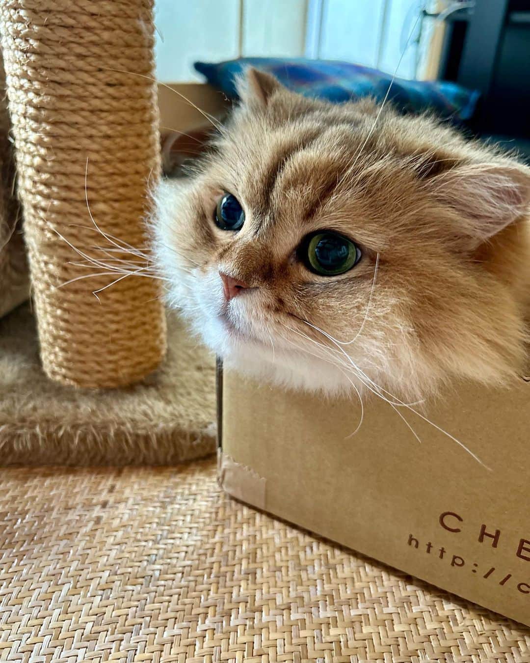 marikoのインスタグラム：「📦😽 私のかわいい、 にゃま首の箱入り息子😂🩷  #にゃま首  #箱入り息子  #チンチラゴールデン #chinchillagolden #catsofinstagram #cat#ねこ#猫#ネコ #猫のいる暮らし #かわいい#かわゆい #愛しい#食べたろか」