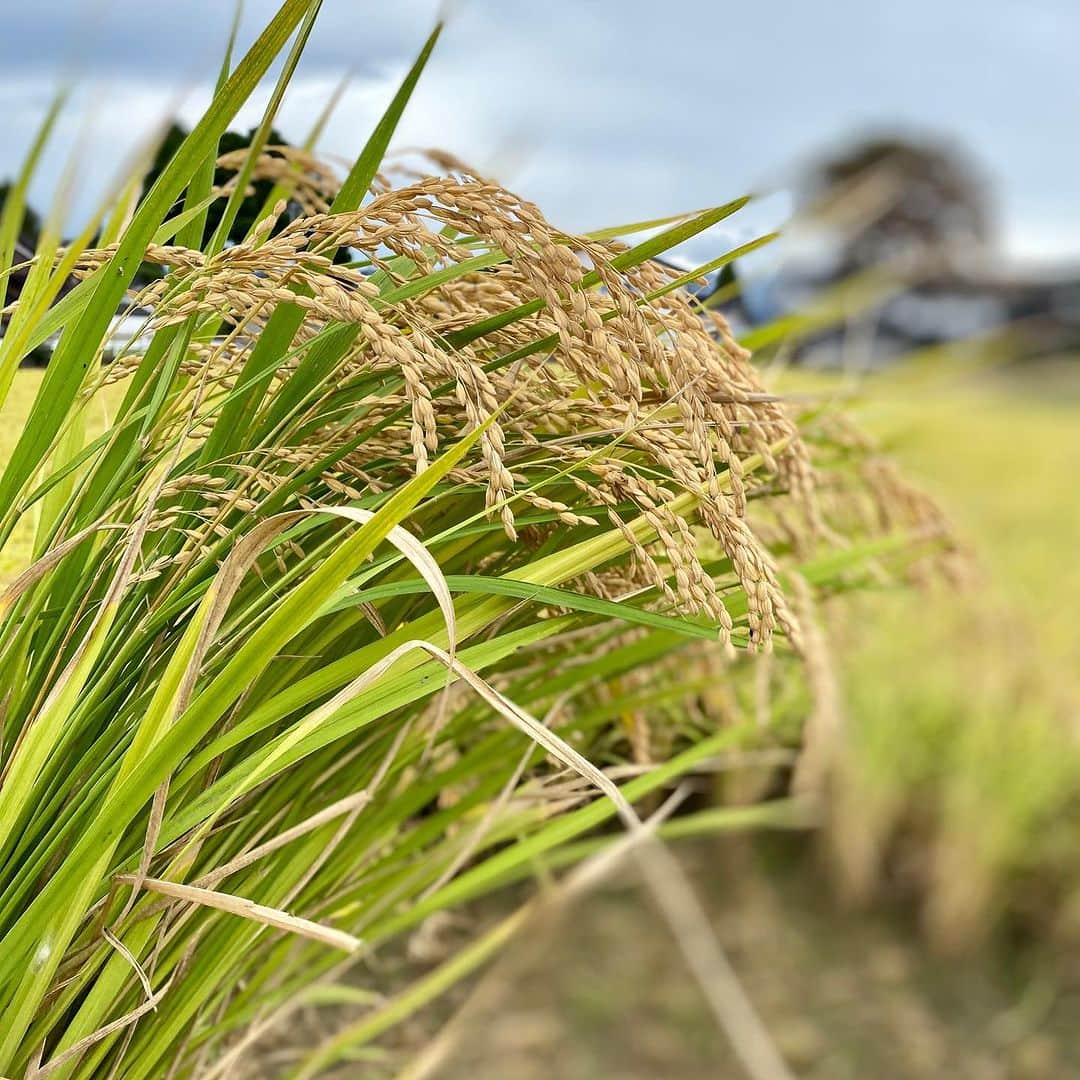 スープストックトーキョー 公式さんのインスタグラム写真 - (スープストックトーキョー 公式Instagram)「「Soup Stock Tokyoの白胡麻ご飯がおいしいひみつ」   Soup Stock Tokyoのお米の産地は、富山県砺波(となみ)市。顔の見える生産者さんとの米づくりにこだわっています。今週、再度訪問し、5月に田植えした稲の刈り取りをとなみ野農協さん、生産者の皆さんとともにに行なってきました。   雪深く、山に囲まれた富山県砺波市は、雪解け水が豊富で、ふっくらつやつやとして甘みのある、良質なお米がとれる地域。この恵まれた気候と、あたたかい人柄の生産者さんのもと、Soup Stock Tokyoのお米は作られています。  Soup Stock Tokyoの白胡麻ご飯がおいしいのは、日々の作り手の丹精があるから。私たちは田植えと稲刈りの時期にお手伝いに伺っていますが、収穫までを日々見てくださっている生産者さんには頭が下がる思いです。感謝の気持ちを忘れずに、これからもお客さまにお届けしてまいります。  また毎年秋には各店舗で新米を使って白胡麻ご飯を炊き上げています。新米をご提供できる時期がきましたらお知らせいたします。🌾  #soupstocktokyo#スープストックトーキョー#スープストック#お米#米作り#産地#お米の産地#富山県砺波市」9月13日 12時54分 - soupstocktokyo
