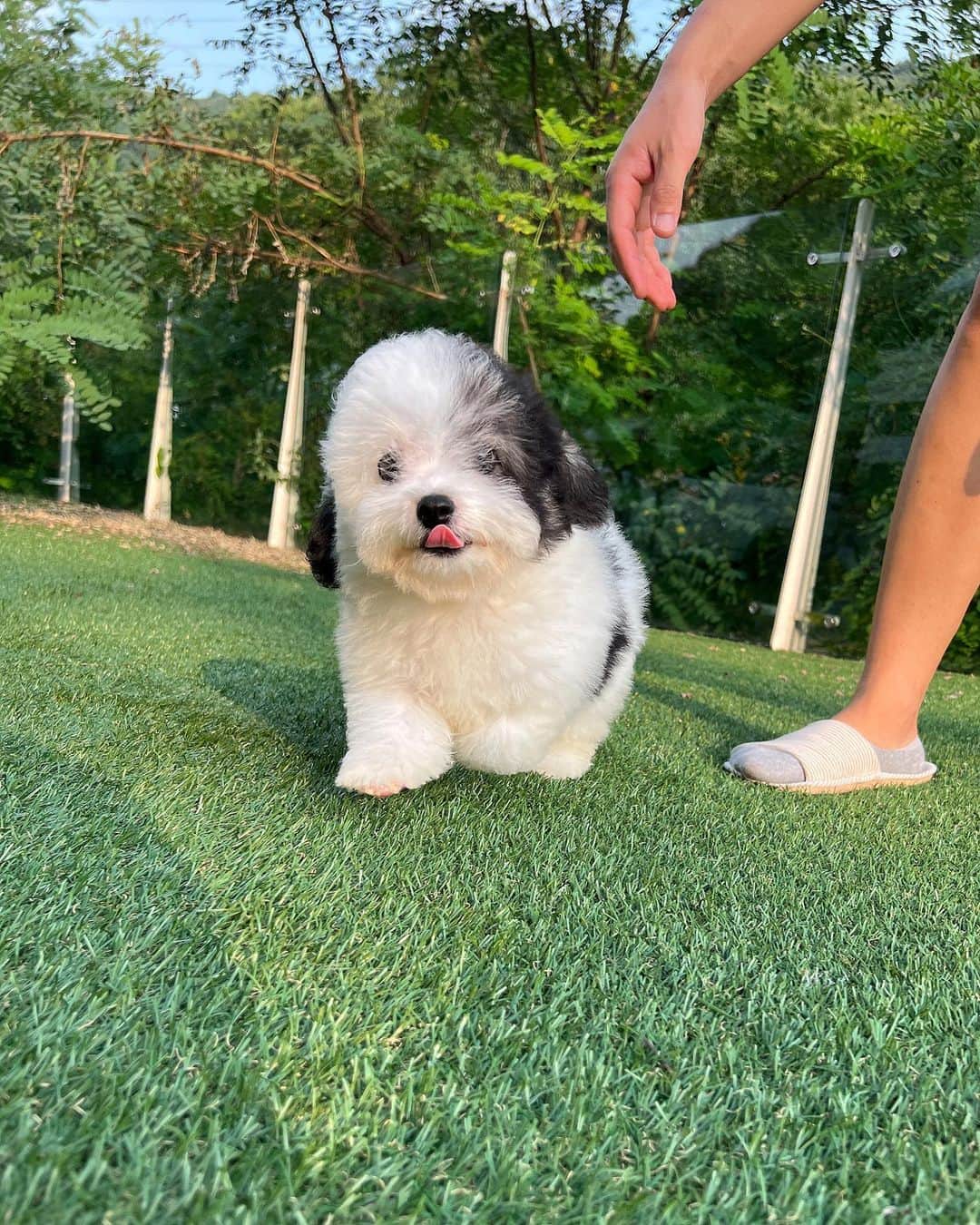 Rolly Pups INCさんのインスタグラム写真 - (Rolly Pups INCInstagram)「DOMINO 💕💕 @rollypups.official   #sheepadoodle #sheepadoodlepuppy」9月13日 13時30分 - kpups.official