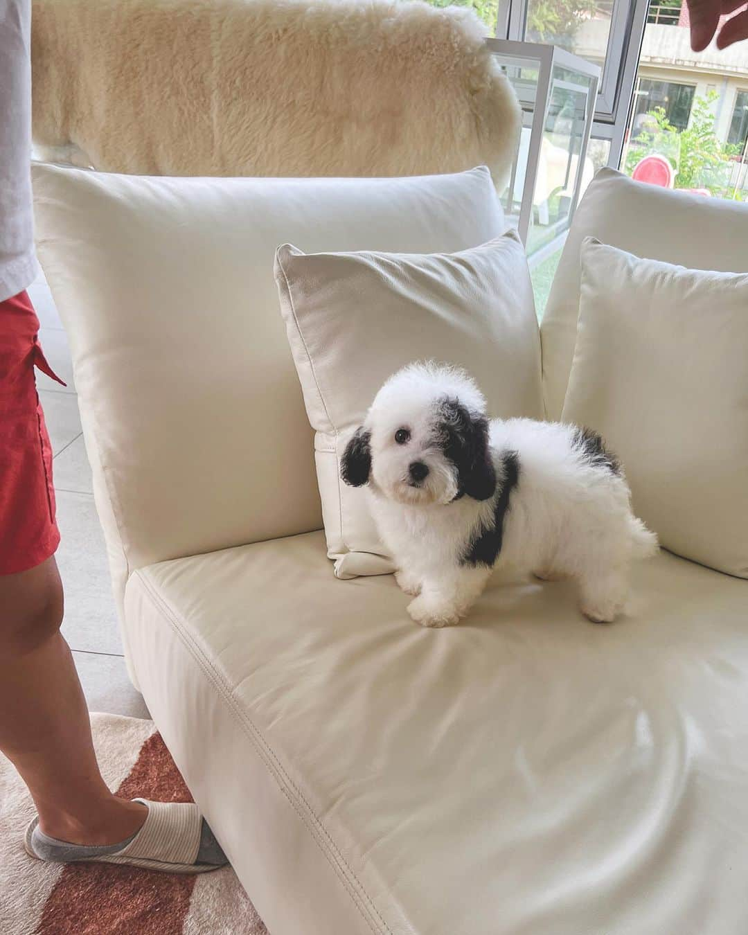 Rolly Pups INCさんのインスタグラム写真 - (Rolly Pups INCInstagram)「DOMINO 💕💕 @rollypups.official   #sheepadoodle #sheepadoodlepuppy」9月13日 13時30分 - kpups.official