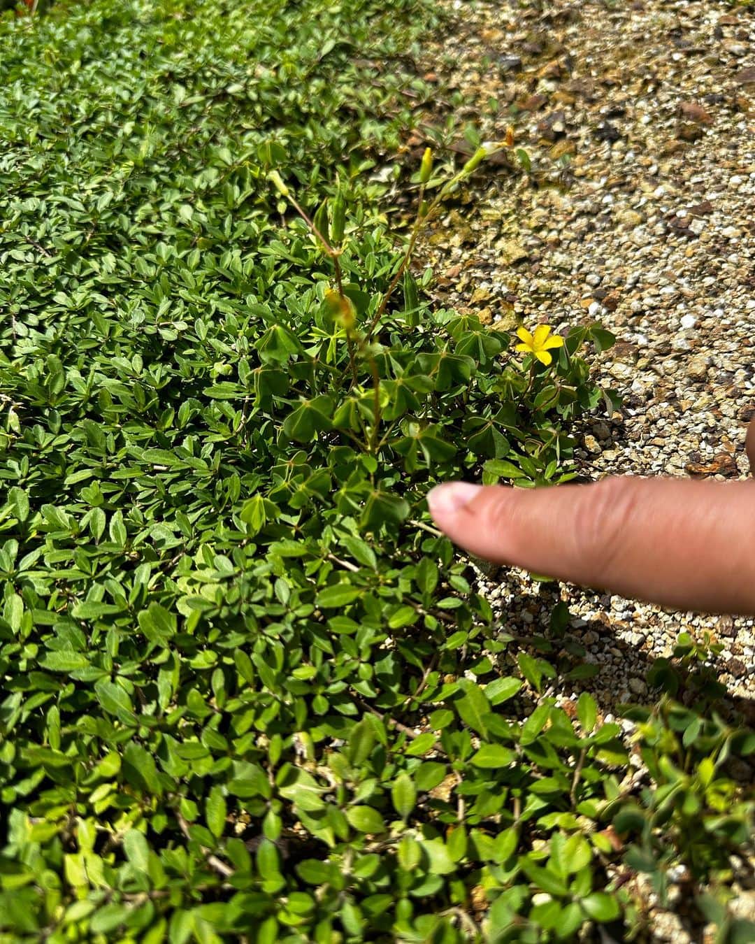 Utsuさんさんのインスタグラム写真 - (UtsuさんInstagram)「頑固な雑草との戦い。細すぎて抜けないクローバーは、ハケで塗って退治。美術は10段階で2だったオレ。塗りムラがあるようだ。 #ヤバい素人盆栽 #室手海岸」9月13日 14時02分 - 3utsu