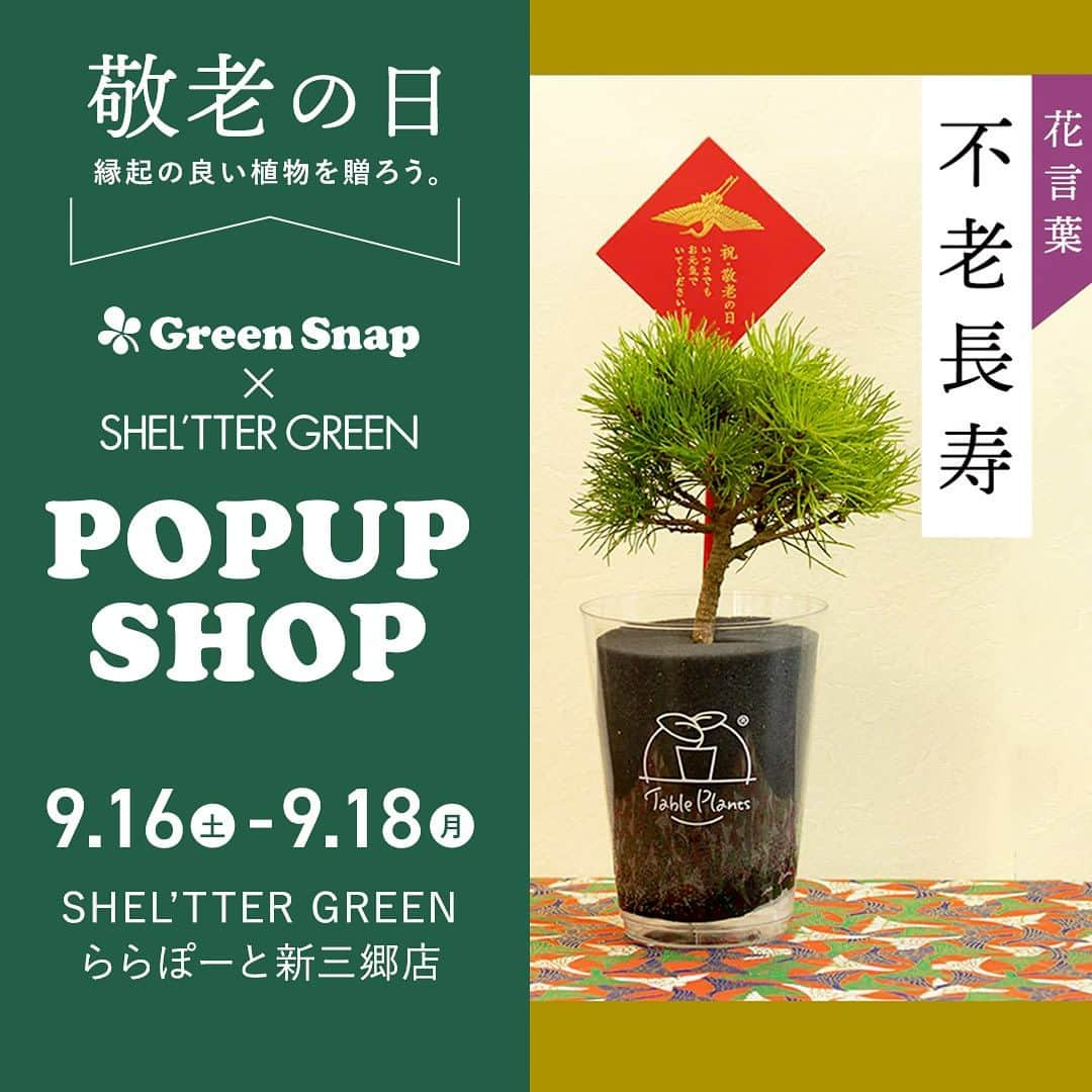 みどりで、つながる GreenSnapのインスタグラム：「【POPUP開催情報】 GreenSnap × SHEL'TTER GREEN ららぽーと新三郷店  9月16日(土)~18日(月)にかけてSHEL’TTER GREENららぽーと新三郷店にてPOPUP SHOPを開催します！  今回のPOPUP SHOPでは、リニューアルした【土を使わない観葉植物】Table Plants(テーブルプランツ)の定番人気シリーズに加えて、敬老の日のギフトにもピッタリな五葉松のTable Plantsを販売いたします！  オンラインで人気の植物が実際に見れるチャンスですので、お近くの際はぜひお立ち寄りいただけますと幸いです。  皆様のご来店をお待ちしております。  ▼開催概要 【開催日時】2023年月9月16日(土)~18日(月) 10:00~21:00 【開催場所】SHEL'TTER GREENららぽーと新三郷店  埼玉県三郷市新三郷ららシティ3-1-1 　1階 https://mitsui-shopping-park.com/lalaport/shinmisato/access/」