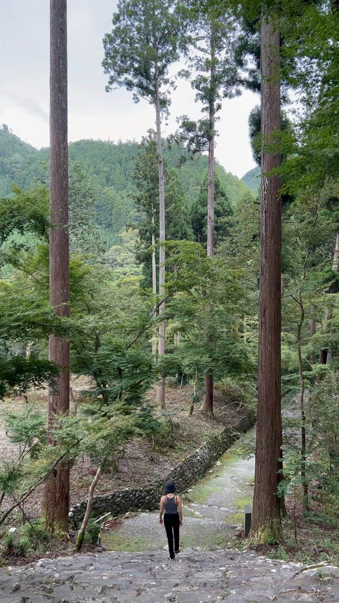 瀬畑茉有子のインスタグラム：「. . 📍高山寺(世界文化遺産) . . 京都駅から車で約40分ほど 走らせた所にある人里離れた山の中にある仏教寺院。 . . 美しすぎたー😮‍💨🙏✨ . .  巻物や絵画など 国宝・重要文化財合わせて 1万点余りを所蔵しているんだって。 . . また 高山寺は日本ではじめて茶が作られた場所として知られいる日本最古の茶園があって、 今もなお5月中旬には茶摘み🌱 を行ってるんだって。 . . 杉が門の様になっていてその間を 通るだけで清々しい気持ちに なった🌲 . . 京都でおすすめの場所です🙌🏻 . . #🍵 #京都 #高山寺 #世界遺産 #枠尾山高山寺 #世界最古の茶園 #茶室 #重要文化財  #杉林  #kyoto #kosanji  #kyototrip  #naturelovers  #refresh  #teacelemony」