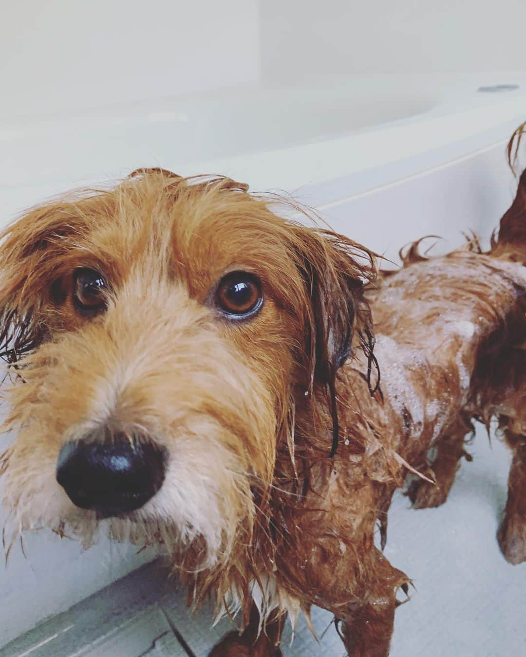 河口恭吾のインスタグラム：「犬臭がきつかったので娘と二人でモギーをシャンプーしました。  初回こそ嫌がりましたが、回を重ねるにつれ慣れて来たようです。 シャワーは気持ち良いみたいですが、 ドライヤーは嫌いみたいです。  フワッとした仕上がりになりました。  #保護犬と暮らそう  #保護犬との暮らし  #保護犬と暮らす  #保護犬という選択を  #保護犬モギー　#犬シャン」