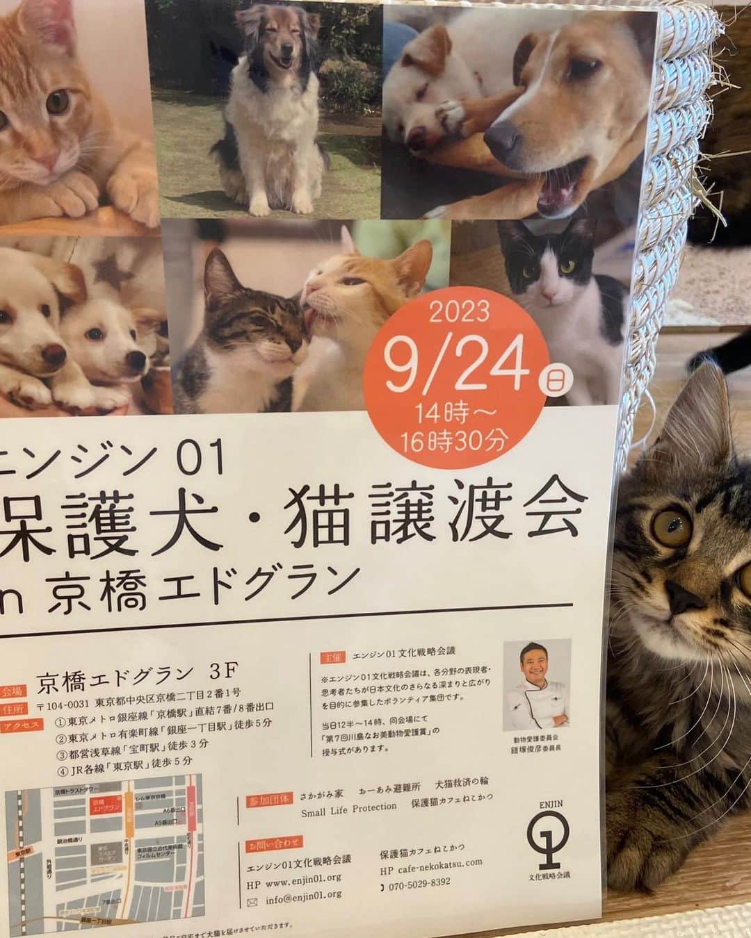 南美希子さんのインスタグラム写真 - (南美希子Instagram)「今日はこれから大好きなMSGMのネコ柄ブラウスで出かけます。  ところで、24日14時からエンジン01文化戦略会議主催、京橋エドグランで保護犬・保護猫譲渡会がありますので宜しかったらいらしてくださいね。私も時間があいたら立ち寄る予定です😊 #猫好き #MSGM #猫柄ブラウス #エンジン01文化戦略会議  #保護犬保護猫譲渡会 #京橋エドグラン」9月13日 15時28分 - mikiko_minami