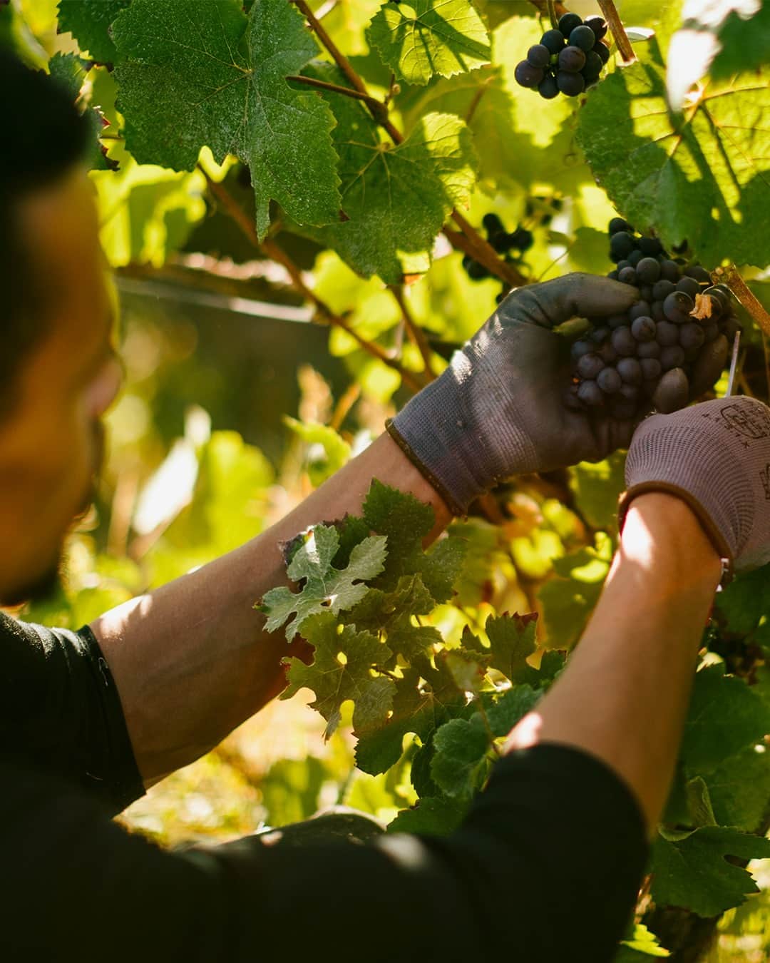Moët & Chandon Officialのインスタグラム：「Harmony and finesse. The gentle gestures of the harvest in Champagne, which is done exclusively by hand, is crucial to the excellence of the wines that will be born. ⁣ ⁣ #NaturaNostra #MoetChandon⁣ ⁣ This material is not intended to be viewed by persons under the legal alcohol drinking age or in countries with restrictions on advertising on alcoholic beverages. ENJOY MOËT RESPONSIBLY.」