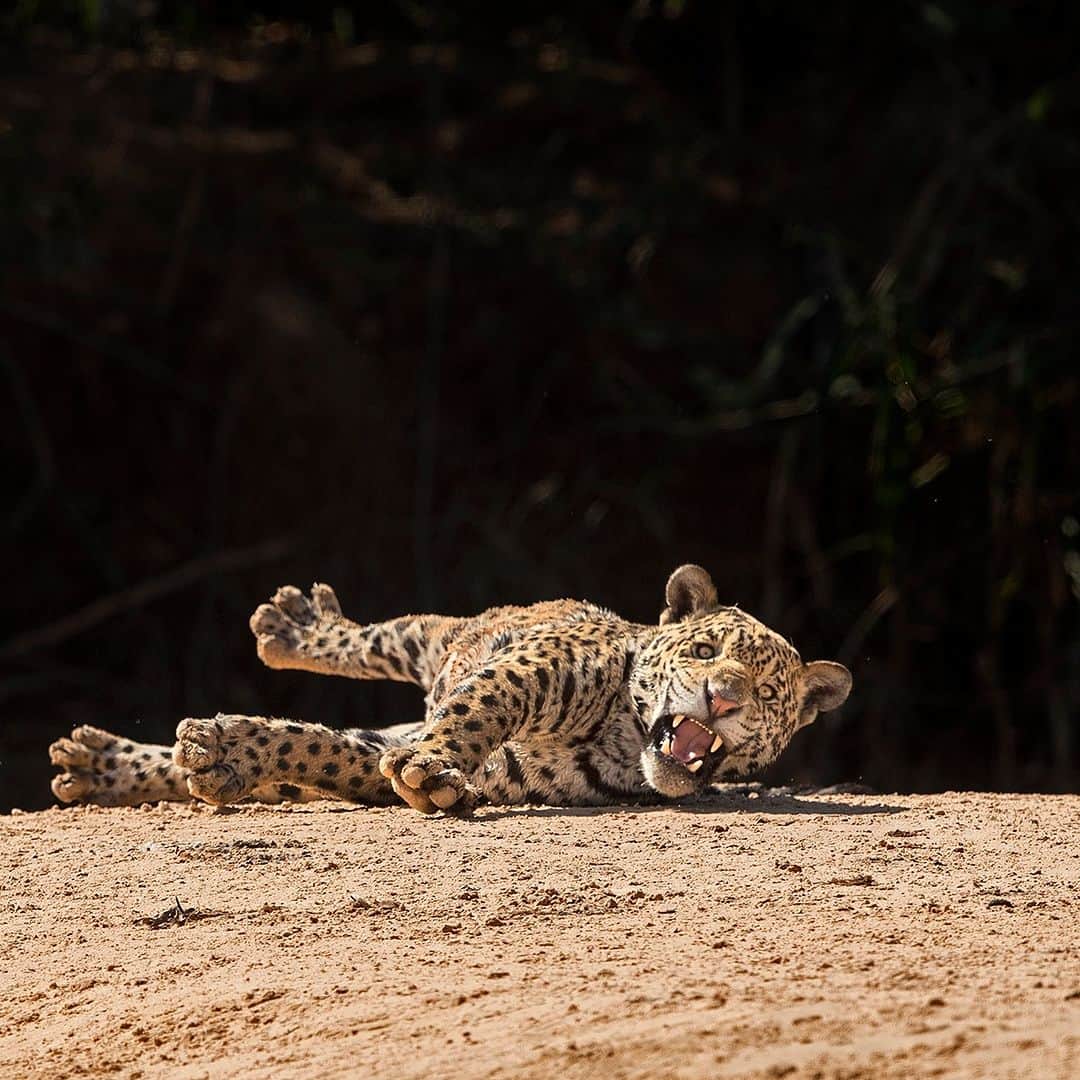 アニマルプラネットさんのインスタグラム写真 - (アニマルプラネットInstagram)「Don't forget to stop and stretch throughout your workday. 🧘‍♀️  A #jaguar enjoys a roll in the dirt in Brazil's Pantanal region.  📷: @neeraj.bantia」9月14日 1時00分 - animalplanet