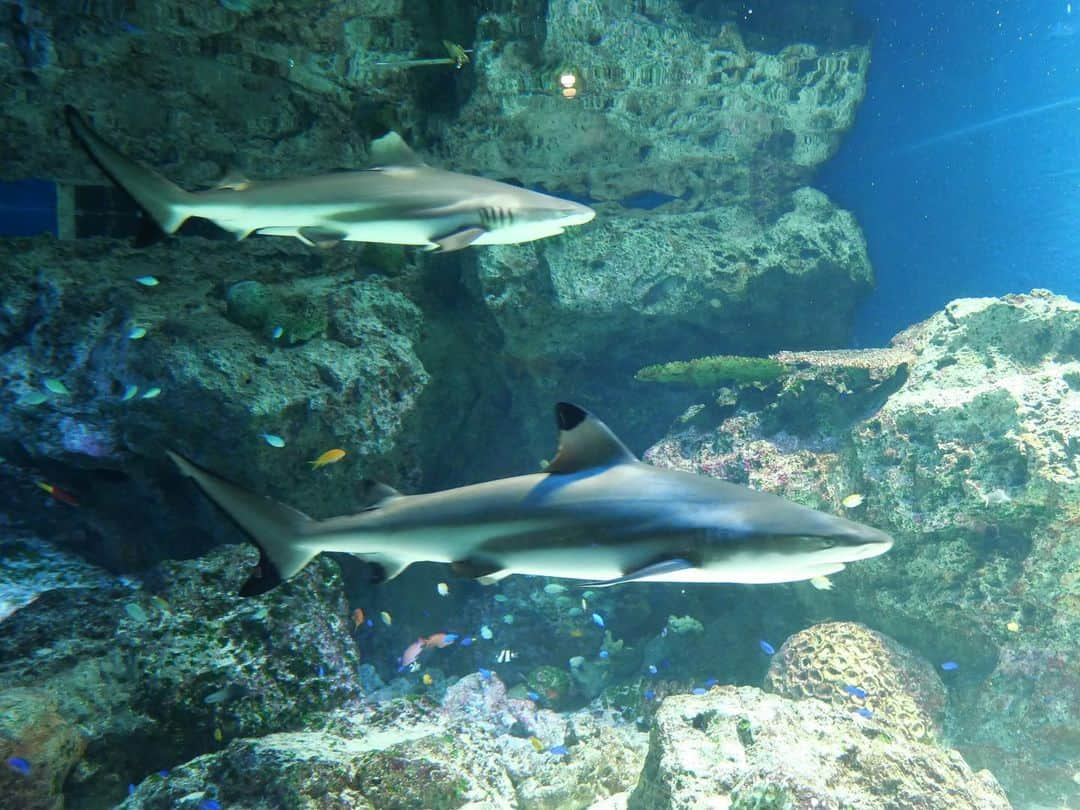 平井桃伽さんのインスタグラム写真 - (平井桃伽Instagram)「たまにはプライベートの写真も😙 水族館が大好きなのです♪ いっちゃんがさそってくれて、行ってきました♡  私もカメラ欲しくなっちゃったぁぁ😆いっちゃんがすてきな写真たくさん撮ってくれてたからみなさんにもお裾分け♡  #アクアパーク品川 #아크아리움」9月14日 1時48分 - momoka.0824