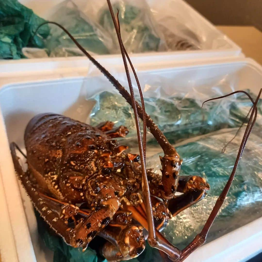 ぢゃいこさんのインスタグラム写真 - (ぢゃいこInstagram)「🦞🦞🦞 高知で漁業をしてる弟から『伊勢海老いるか？』の連絡が。んなもん、いるに決まってるよね⁉️欲しいに決まってるよね⁉️ そしたら、その数日後…とんでもないのが来ました👏✨ 伊勢海老７尾＆マグロ２柵🦞🦞🦞🦞🦞🦞🦞🐟️🐟️ めちゃくちゃデカイ！重い！ さすがにこの量を一人では無理なので、割烹料理屋の友達のとこへ✨ 私は伊勢海老一尾とマグロ２柵で大満足🙌 伊勢海老ほぼ一尾のお味噌汁と、伊勢海老＆マグロのお造り盛り✨ 弟のお陰で次の日の昼ぢゃい飯が超豪華で贅沢で最＆高に!!!!!! 弟よ、ありがとう。 #伊勢海老  #伊勢海老の味噌汁 #伊勢海老の刺身 #伊勢海老の造り #ぢゃいこ #吉本新喜劇ぢゃいこ #吉本新喜劇」9月13日 17時20分 - dyaimeshi