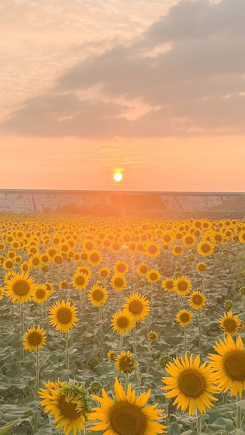 柳川藩主立花邸御花 | Yanagawa Ohanaのインスタグラム：「柳川、秋のひまわり園🌻 ⁡ 有明海に面する干拓地の5haの畑に約50万本のひまわりが咲き誇ります。 ⁡ 暑い夏よりも、涼しくてお散歩にもぴったり✨ ⁡ 有明海のそばなので、海と夕日もたのしめる所も魅力です🌊 ⁡ ■柳川ひまわり園🌻 開催日 2023年09月09日(土) ～ 2023年09月18日(月) ⁡ 物産販売:午前10時から午後5時まで ライトアップ:日没から午後8時30分まで ⁡ ⁡#柳川ひまわり園 #柳川ひまわり #柳川観光 #福岡観光 #ひまわり園 #御花 #柳川藩主立花邸御花」