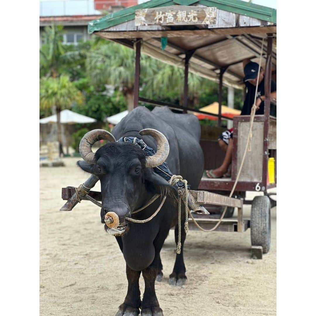 たかはしゆいさんのインスタグラム写真 - (たかはしゆいInstagram)「🏝️旅の思い出🏝️ Part2〜竹富島編〜 ・ 石垣島から船で10〜15分で行ける竹富島🏝️ ・ 自転車を借りて島を一周🚲 天気は曇り☁️… ただ、この日は雨☂️予報だったけど降られることなく曇りでもありがたいくらいでした😊 ・ 旦那くんに 『地元の子どもみたいな格好してるねぇ😆』 って言われたけど、自然の中で楽しむのにオシャレは必要なし！ ということで、島に馴染んでましたかね？😄🏝️✨ ・ ・ #旅の思い出 #石垣島 #竹富島 #自転車で島一周 #🚲 #水牛 #🐃 #旅行✈️ #沖縄旅行 #たかはしゆい」9月13日 17時43分 - t.yuirin