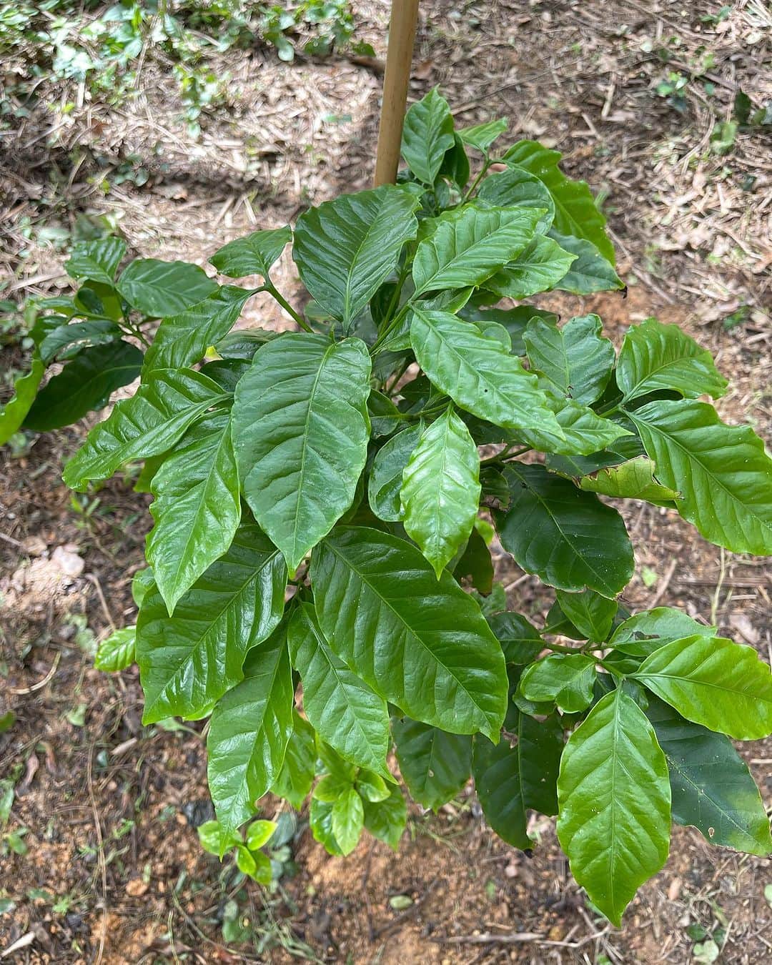 高原直泰さんのインスタグラム写真 - (高原直泰Instagram)「作業終了。 畑に移し替えた苗木は葉がいい感じです。  大宜味で育てるコーヒーは台風6号によって葉がもってかれてしまいました。 これから復活させます。 #コーヒーを育てる #コーヒーを楽しむ  #コーヒーのある暮らし  #コーヒー好きな人と繋がりたい  #沖縄コーヒー  #okinawacoffee  #okinawalife」9月13日 17時42分 - takahara.osv