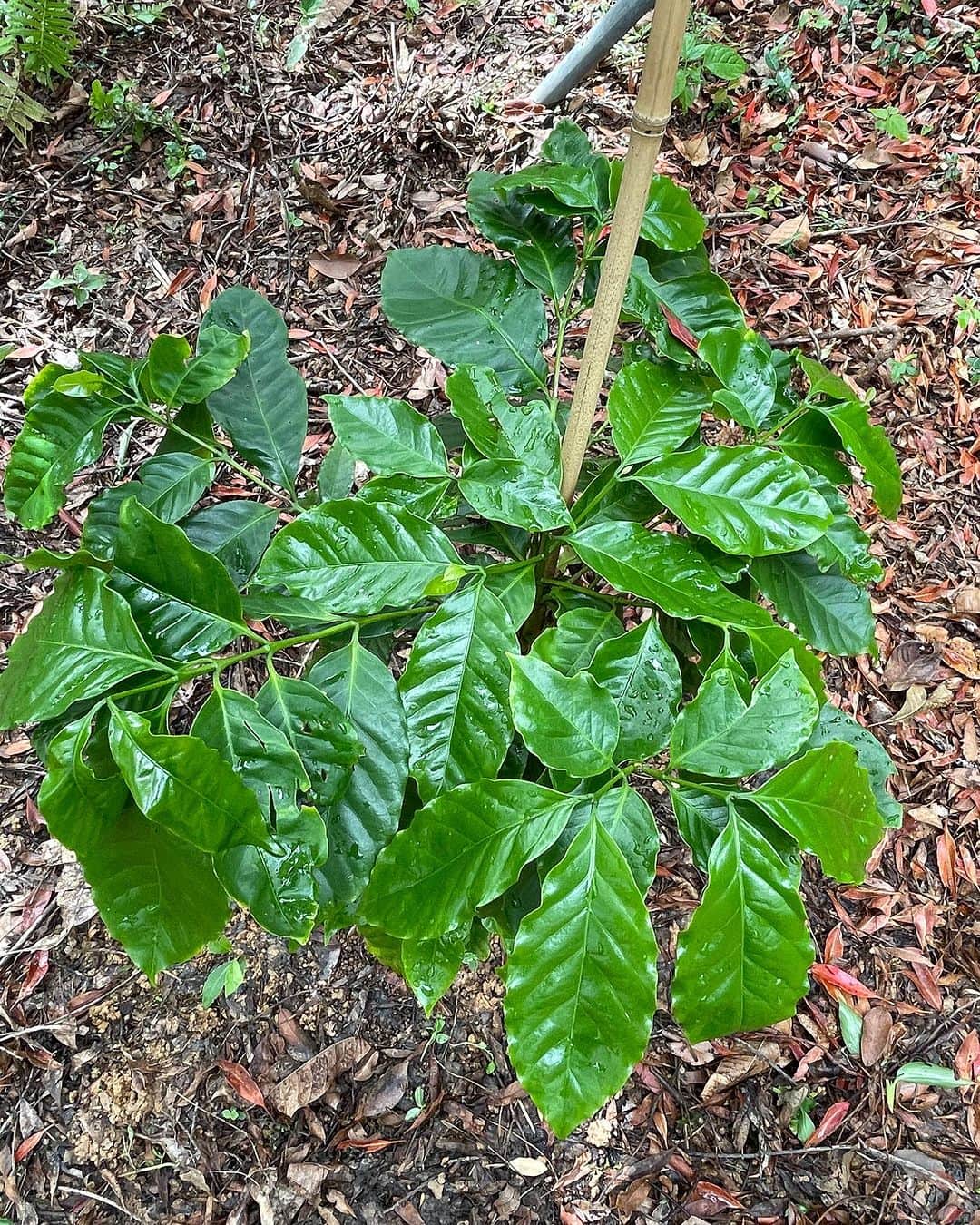 高原直泰さんのインスタグラム写真 - (高原直泰Instagram)「作業終了。 畑に移し替えた苗木は葉がいい感じです。  大宜味で育てるコーヒーは台風6号によって葉がもってかれてしまいました。 これから復活させます。 #コーヒーを育てる #コーヒーを楽しむ  #コーヒーのある暮らし  #コーヒー好きな人と繋がりたい  #沖縄コーヒー  #okinawacoffee  #okinawalife」9月13日 17時42分 - takahara.osv