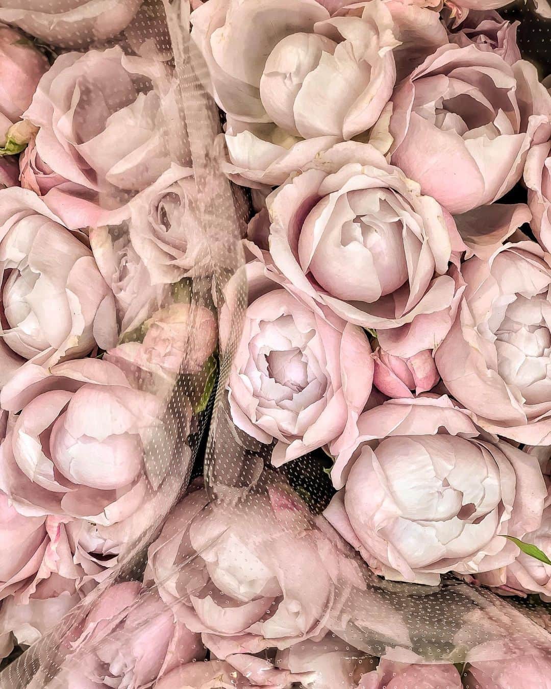 Yukicoさんのインスタグラム写真 - (YukicoInstagram)「🍃🌸🍃🌸🍃  ————————————————————— 見てくださる方にプラスになる投稿をしていきます 是非いいね♡フォロー♡ よろしくお願いいたします𓅟 私の写真の編集については フォトレッスンでレクチャーをしています —————————————————————  #flowers#flowerpower#flowerphotography#flowerporn#flowerslovers#flowerstagram#bouquet#bouquets#btsarmy#jiminpen#btsjimin #ジミンペン」9月13日 17時51分 - yukicolifecom