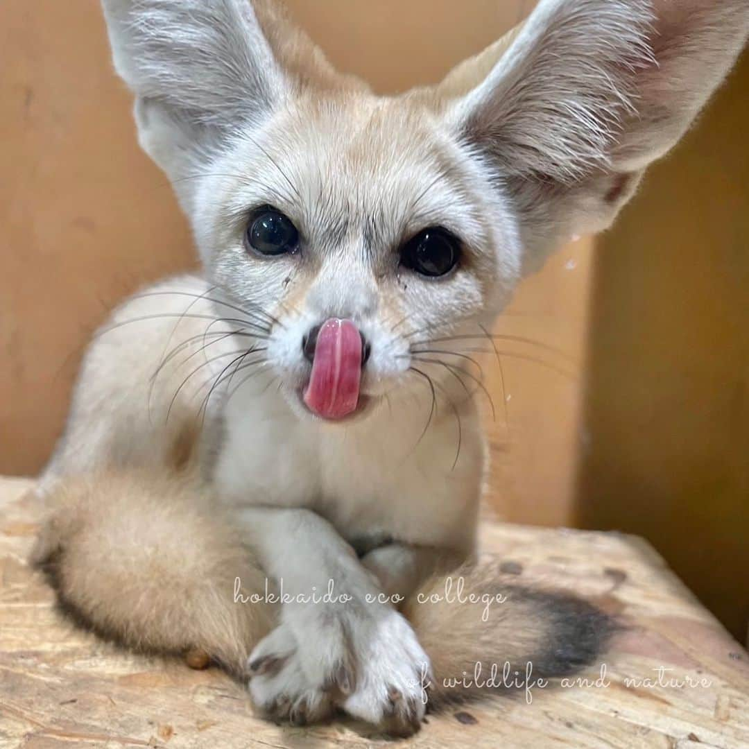 hokkaidoecoのインスタグラム：「ぺろり😋  #北海道エコ #動物 #専門学校 #動物専門学校 #動物好きな人と繋がりたい #北海道エコ動物自然専門学校 #動物のいる暮らし #animals #animalphotography #フェネック #フェネックギツネ  #フェネックすきと繋がりたい  #fennec  #fennecfox」