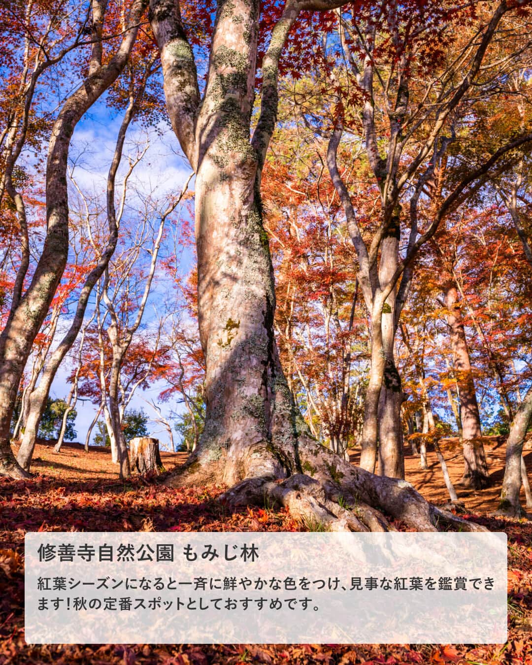 楽天トラベル さんのインスタグラム写真 - (楽天トラベル Instagram)「投稿を保存して見返してね😊 毎日おすすめの観光スポットやホテルを紹介している 楽天トラベル💚 👉@rakutentravel  ーーーーーーーーーーーーー  本日は、東京から電車で約2時間の静岡県伊豆市「修善寺」を紹介します💕 自然豊かな修善寺の土地ならではの美しい情景で季節問わず人気の観光地です☺ 今年の秋旅行の候補に入れてみてはいかがですか…？💕👜  ーーーーーーーーーーーーー  1　#竹林の小径 2　#修善寺自然公園 #もみじ林 3　#修禅寺 4　#修善寺虹の郷 5　#恋の橋めぐり 6　#筥湯  ーーーーーーーーーーーーー  #rakutentravel をつけて投稿してくだされば、 あなたの撮った写真が楽天トラベルアカウントに掲載されるかも👀  旅の計画に夢中になれるインスタマガジン👜 楽天トラベルをフォローして理想の旅をみつけてね🛫@rakutentravel  いってみたいと思った人は気軽にコメント欄にスタンプ送ってね💕  ーーーーーーーーーーーーー」9月13日 18時05分 - rakutentravel