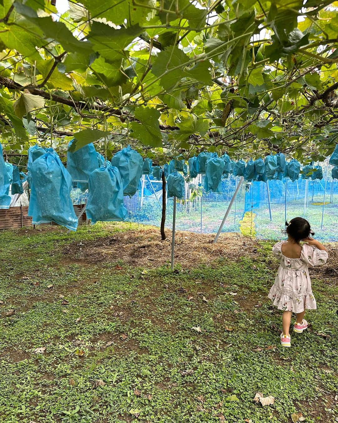 篠田麻里子さんのインスタグラム写真 - (篠田麻里子Instagram)「ぶどう農園🍇でぶどう狩り✨  梨狩りも🍐  #ぶどう狩り#伊万里」9月13日 18時26分 - shinodamariko3