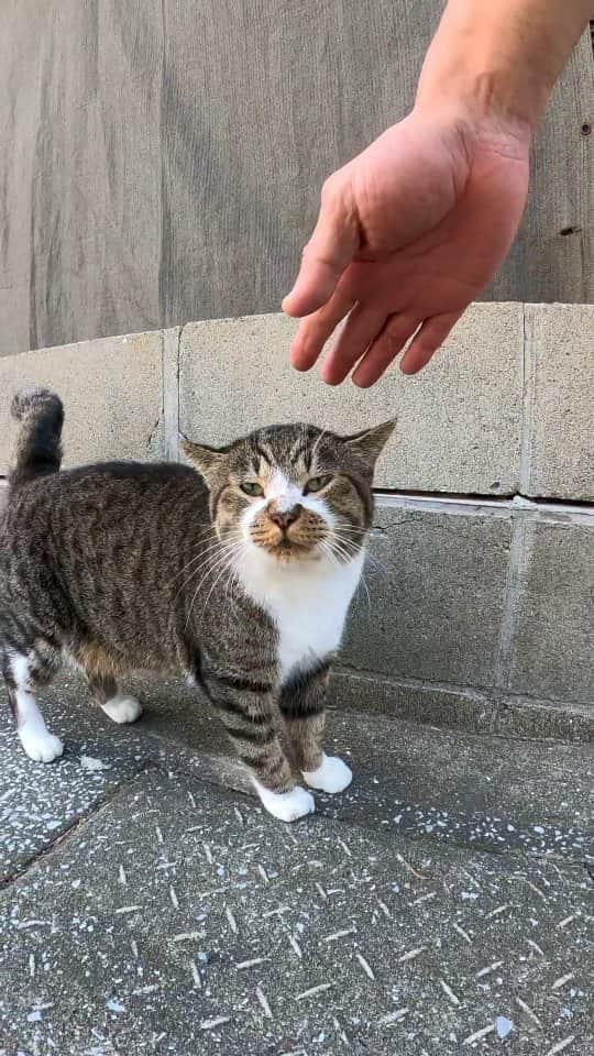 感動猫動画のインスタグラム：「猫島で漁港付近の路地裏を歩くと猫がたくさん落ちていて楽しい」