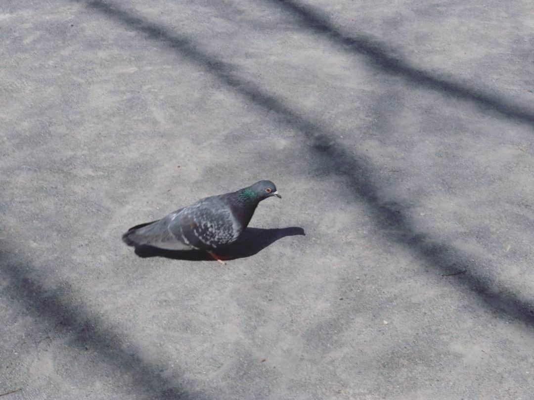 白鳥玉季さんのインスタグラム写真 - (白鳥玉季Instagram)「⁡ ⁡ 携帯のアルバムを見ていたら、 私たくさん鳥を撮ってたみたい🤔🐦 ⁡ #TopCoat #白鳥玉季  #photogirl #🐦‍⬛」9月13日 18時38分 - shiratori_tamaki